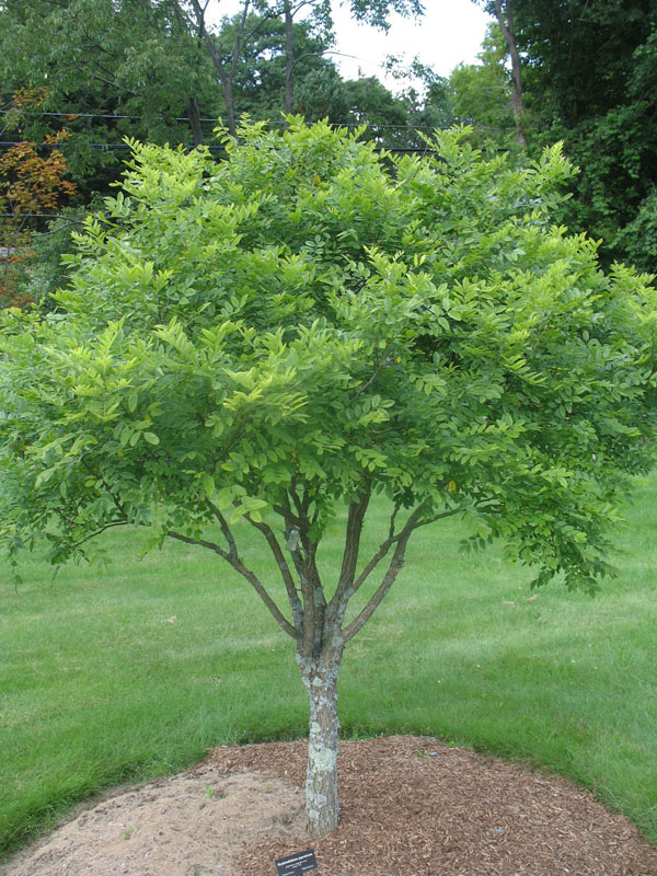 Styphnolobium japonicum   / Japanese Pagoda