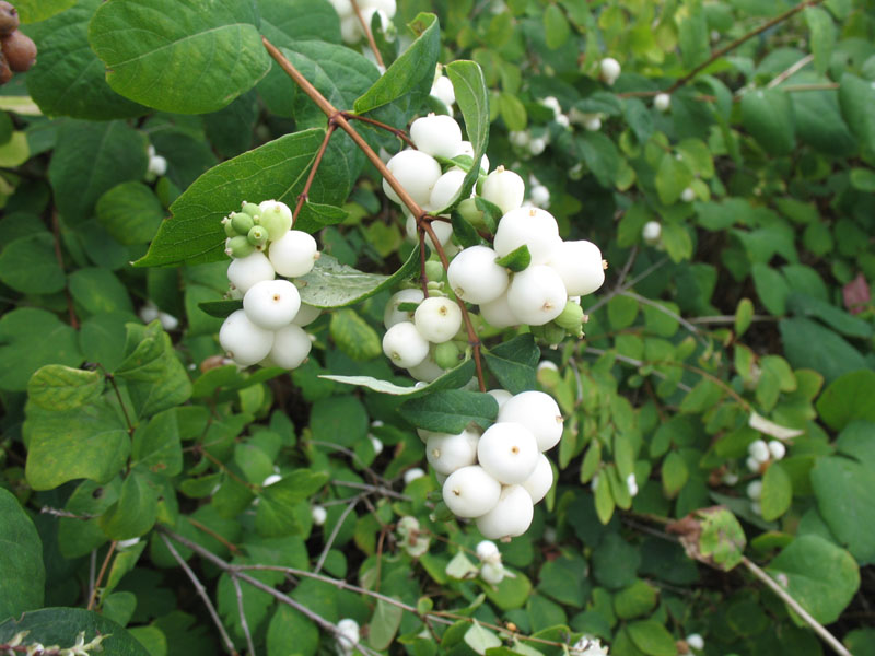 Symphoricarpos albus laevigatus / Symphoricarpos albus laevigatus