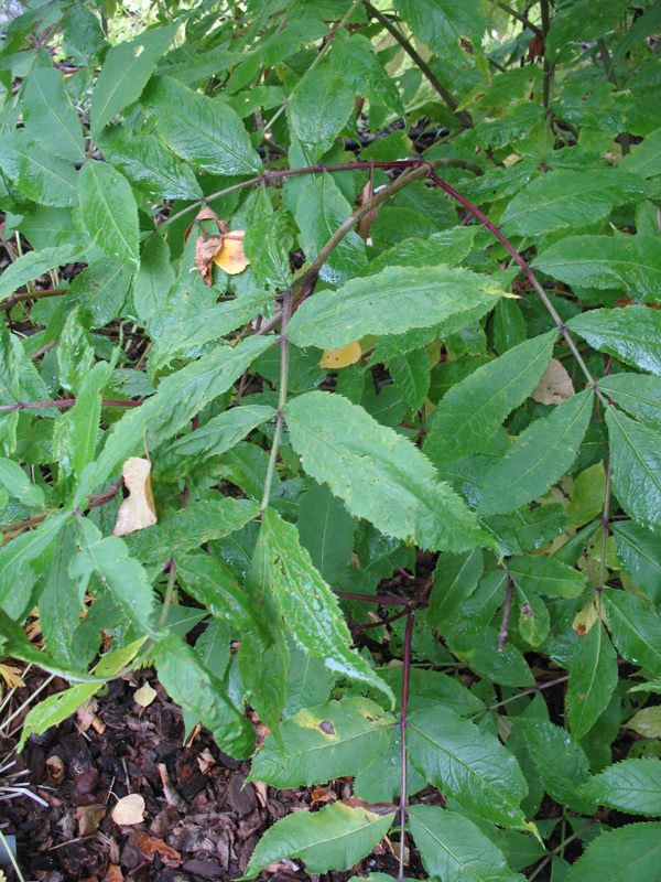 Sambucus racemosa var. racemosa / Red Elderbewrry