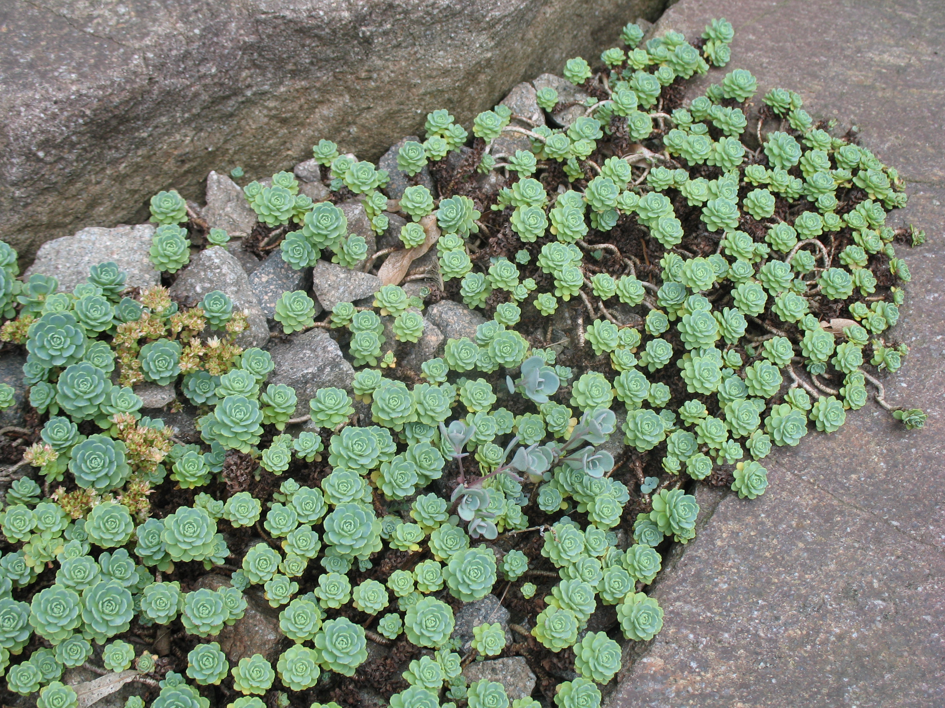 Sedum pachyclados / Sedum pachyclados