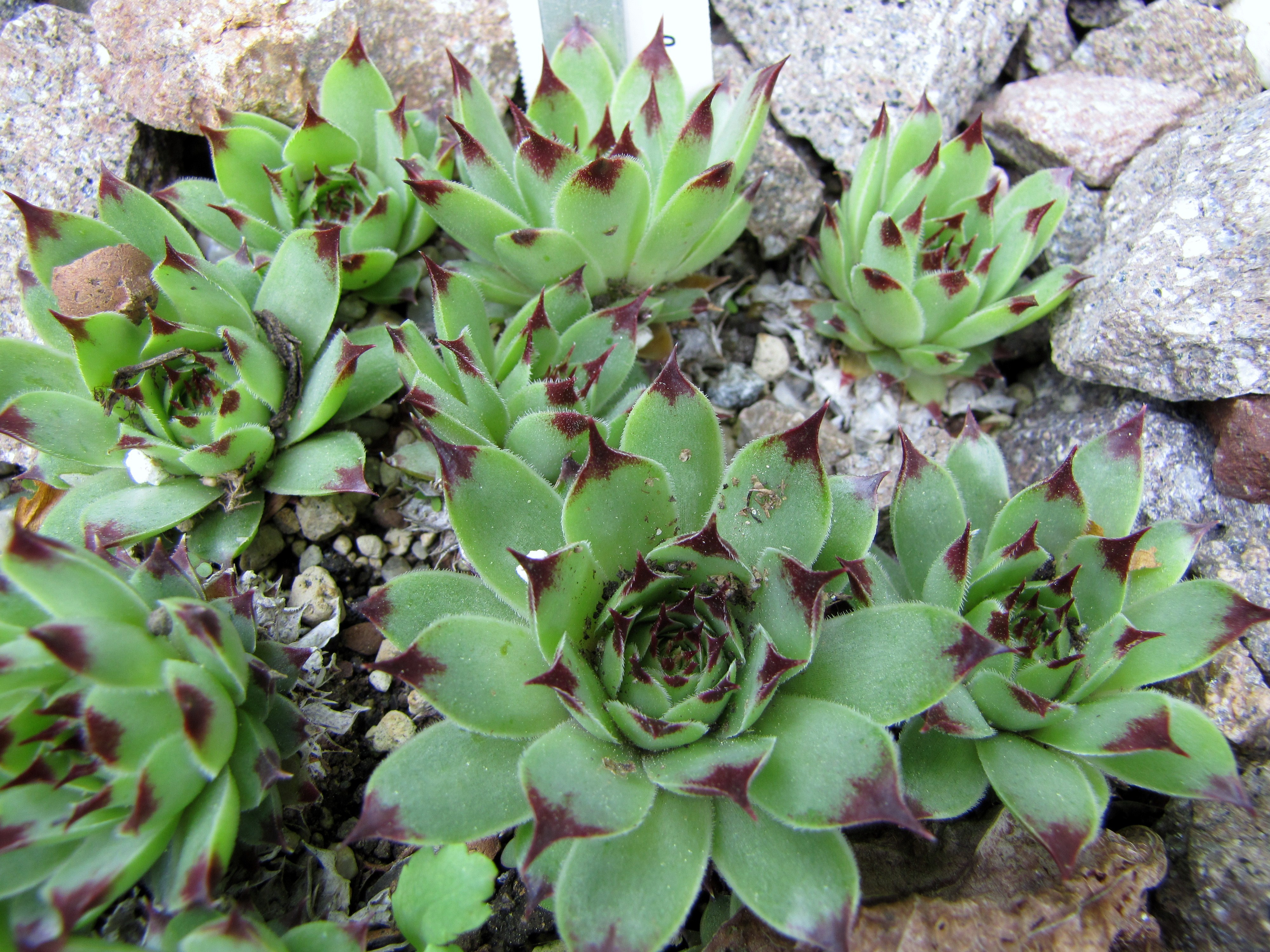 Sempervivum calcareum / Hen and Chicks, Houseleek