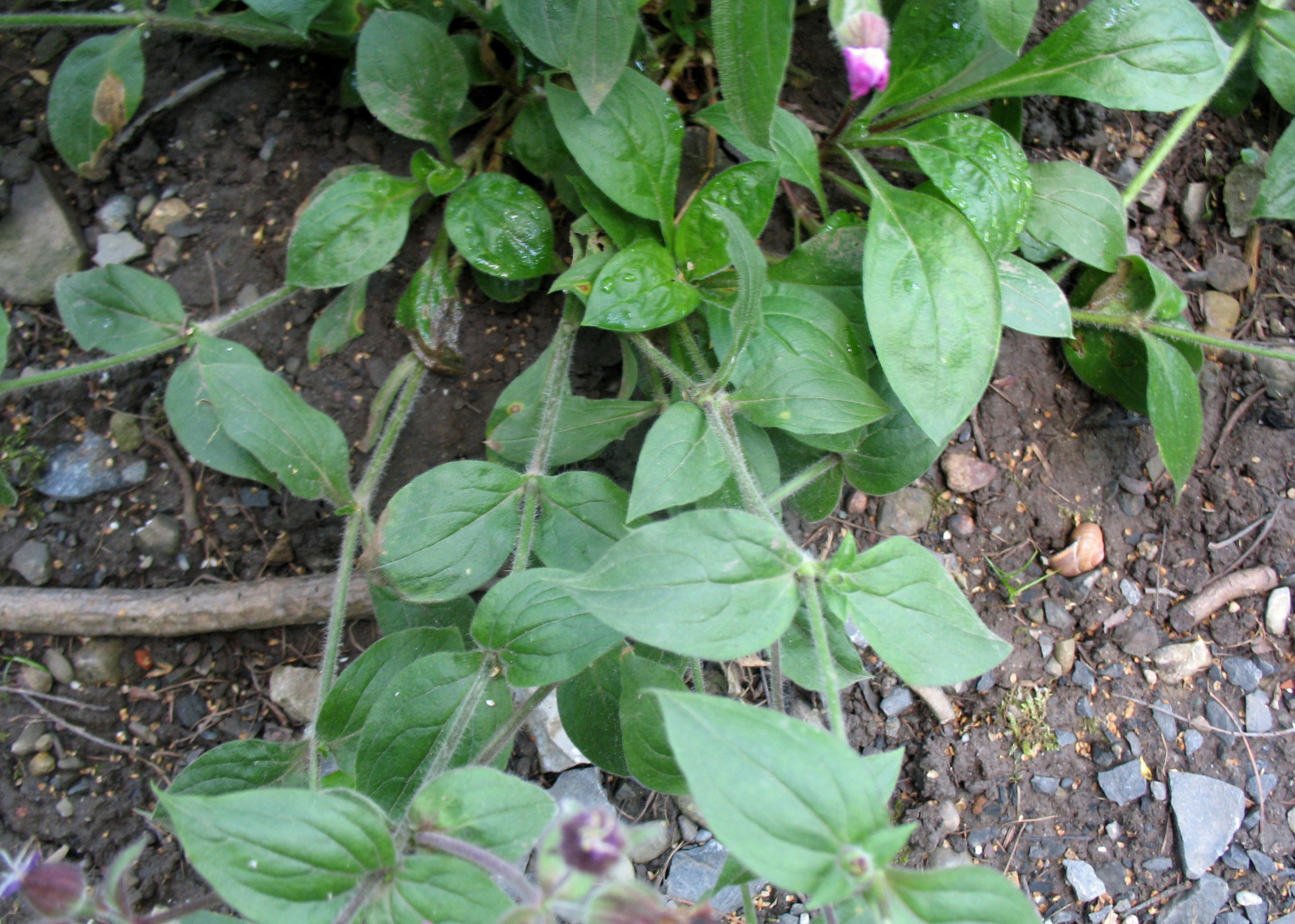 Silerne dioica / Red Campion,