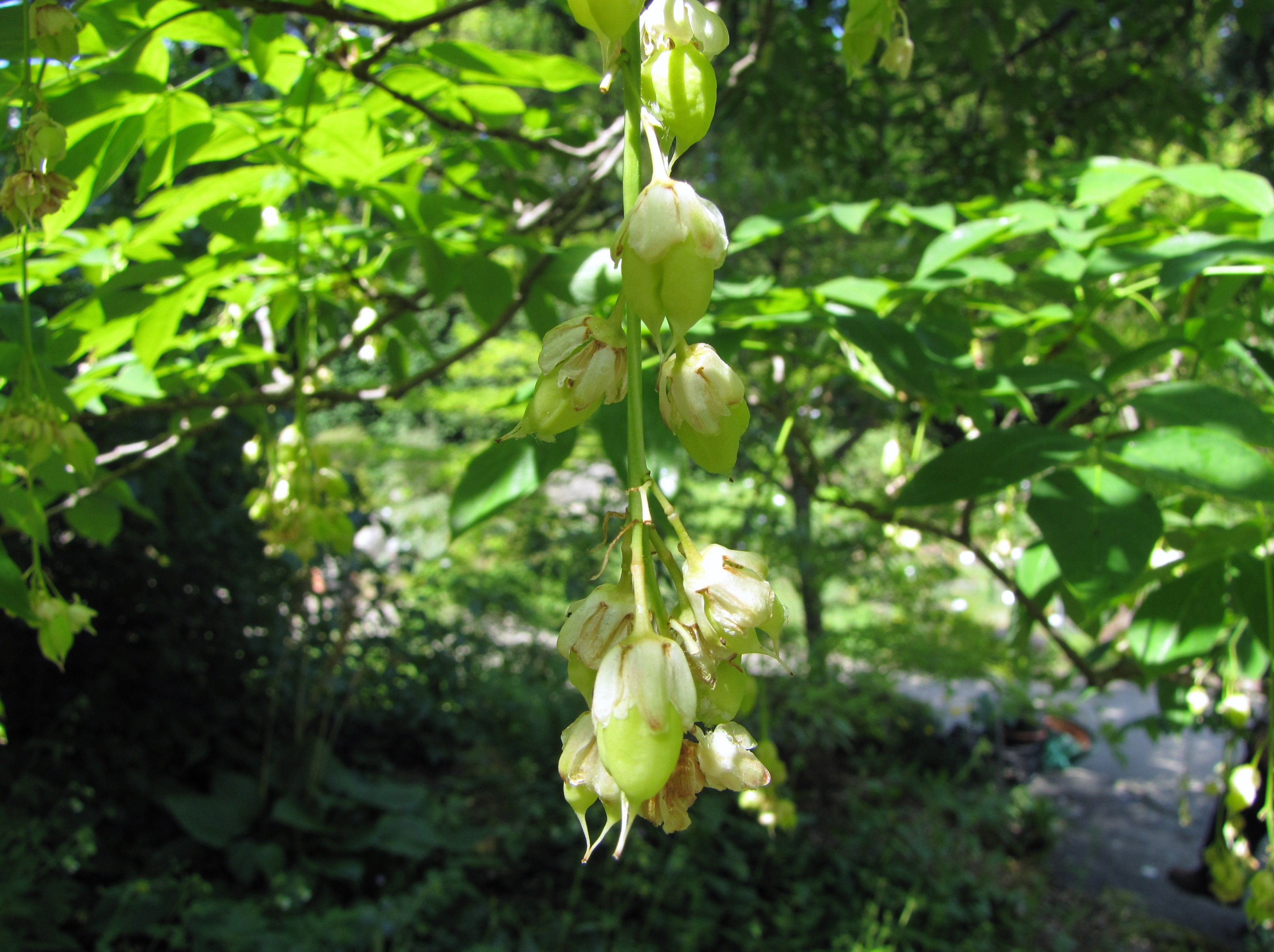 Staphylea colchica / Blatternut