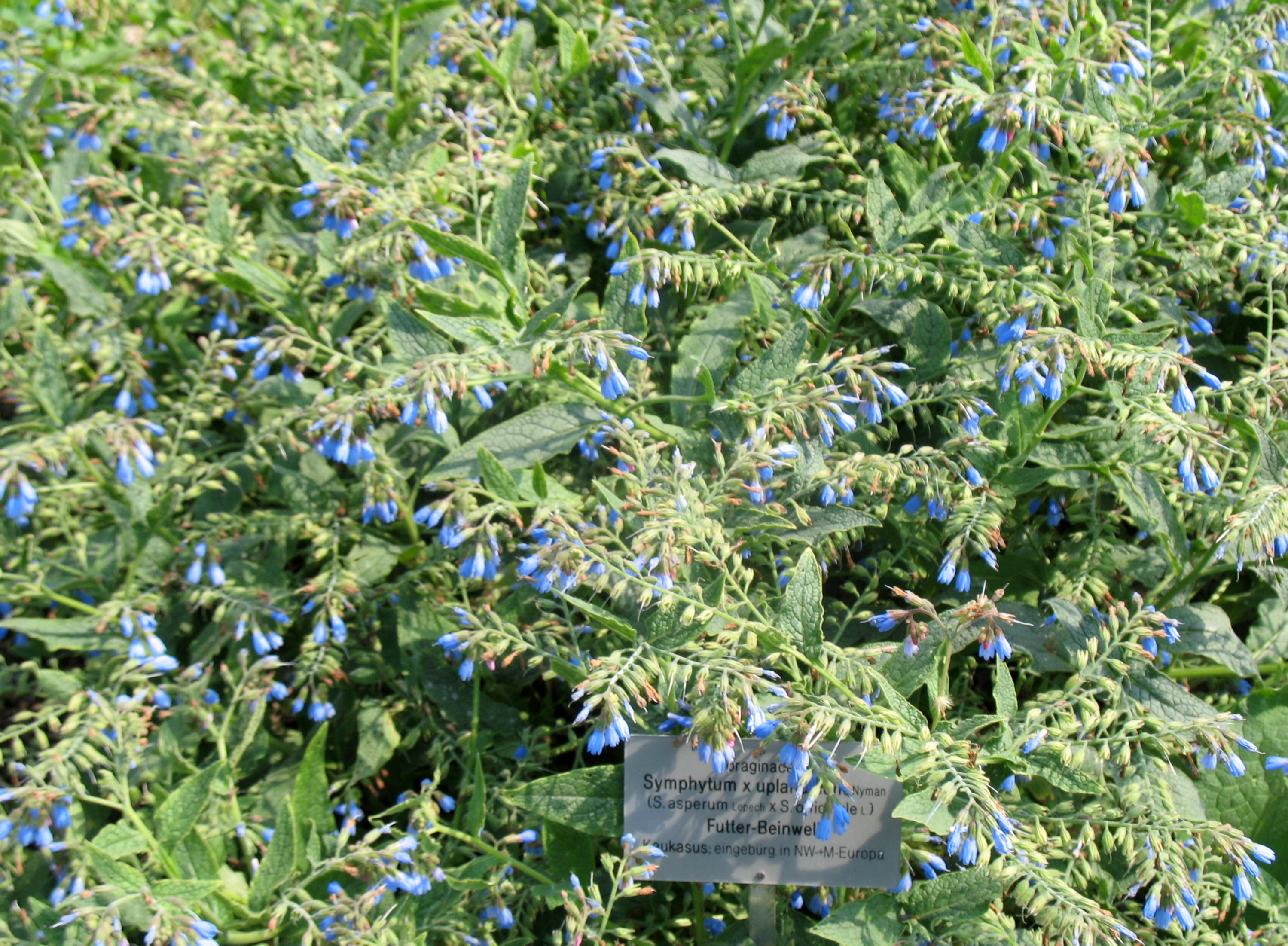 Symphytum x uplandicum / Russian Comfrey