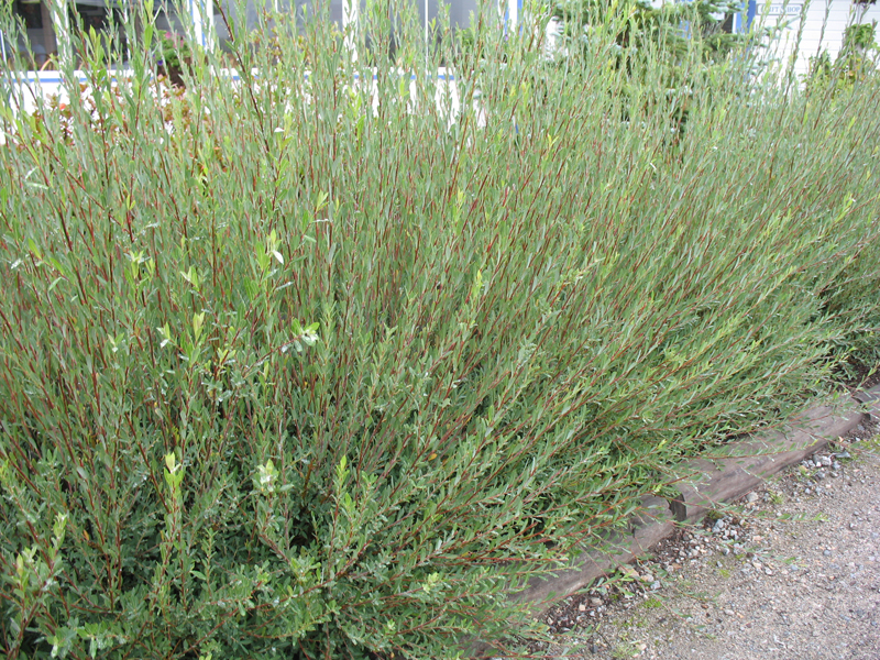 Salix artica / Salix artica