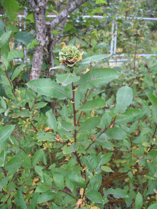 Salix barclayi   / Barclay's Willow