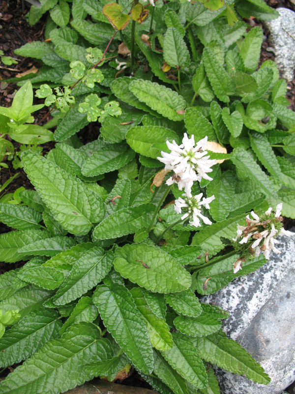 Stachs officinalis 'Alba'   / Betony Woundwort