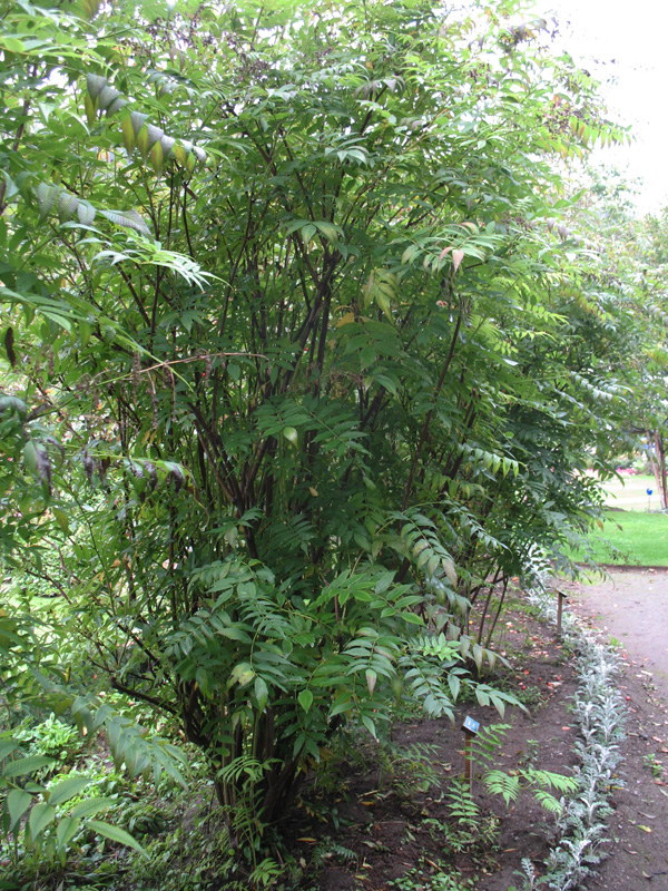 Sorbaria sorbifolia  / Sorbaria sorbifolia 