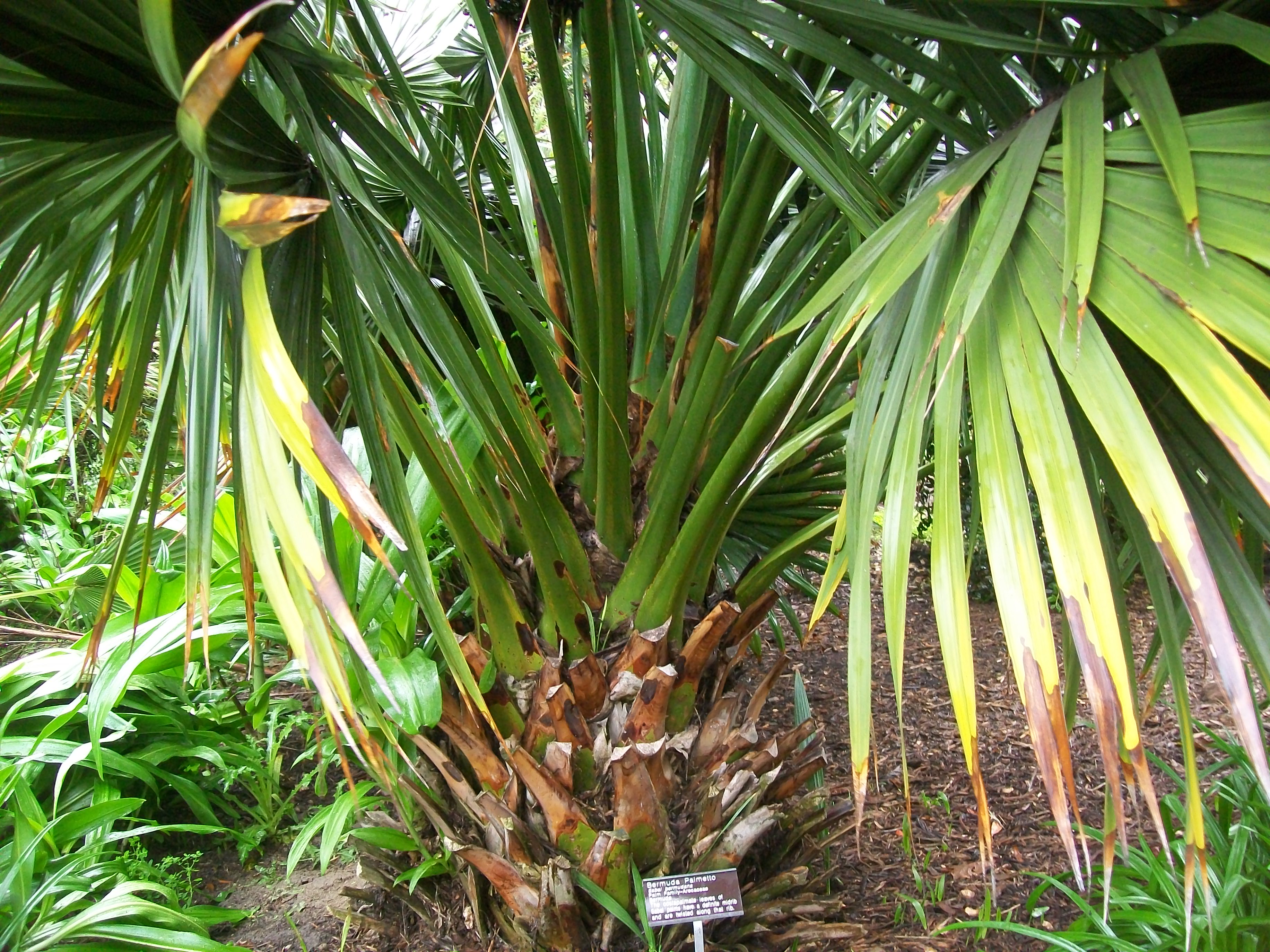 Sabal bermudana / Bermuda Palmetto, Bibby Tree