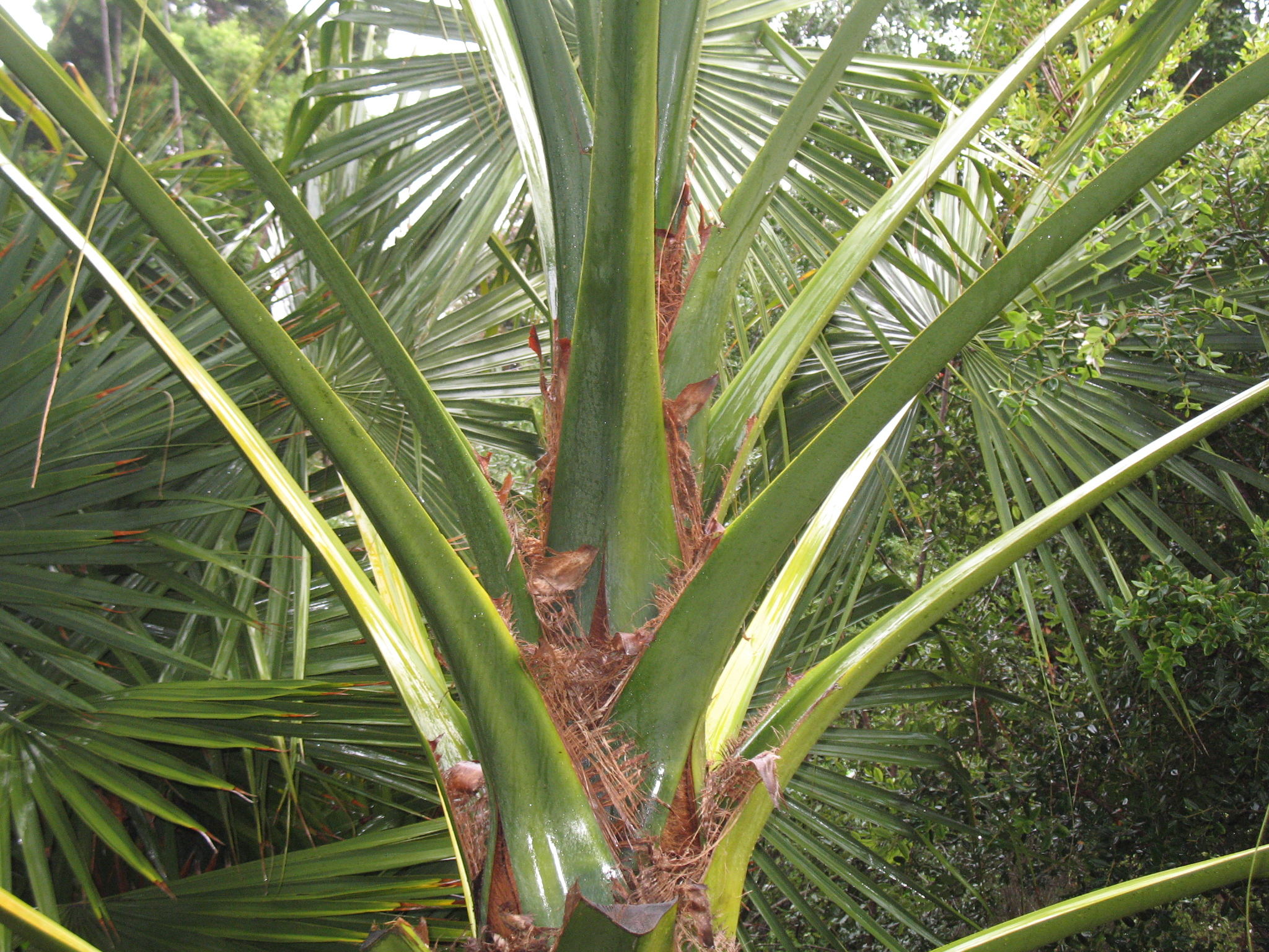 Sabal Yapa / Yapa Palm, Huano Palm