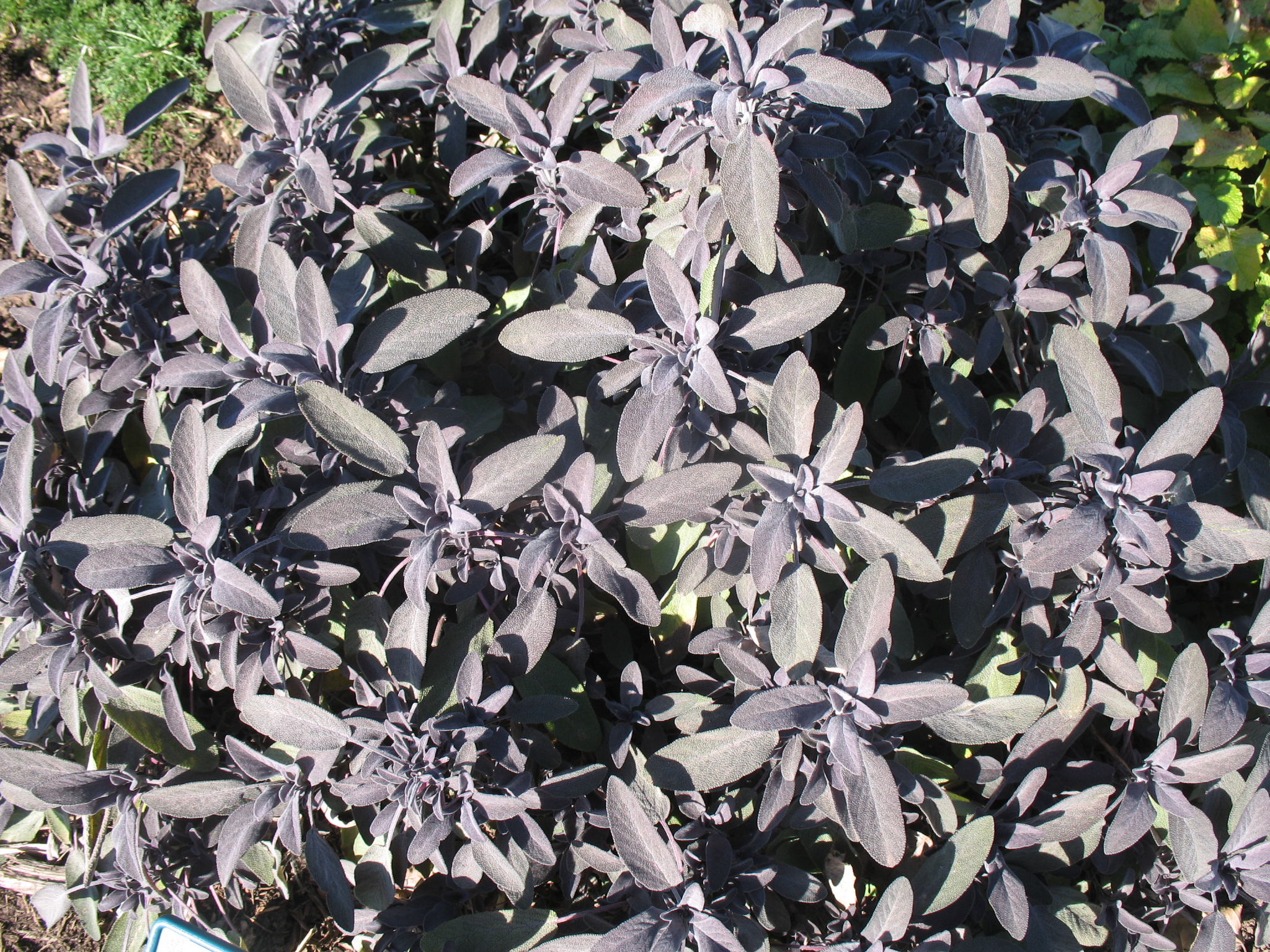 Salvia officinalis 'Purpurascens' / Sage, Common Sage, Purple Sage