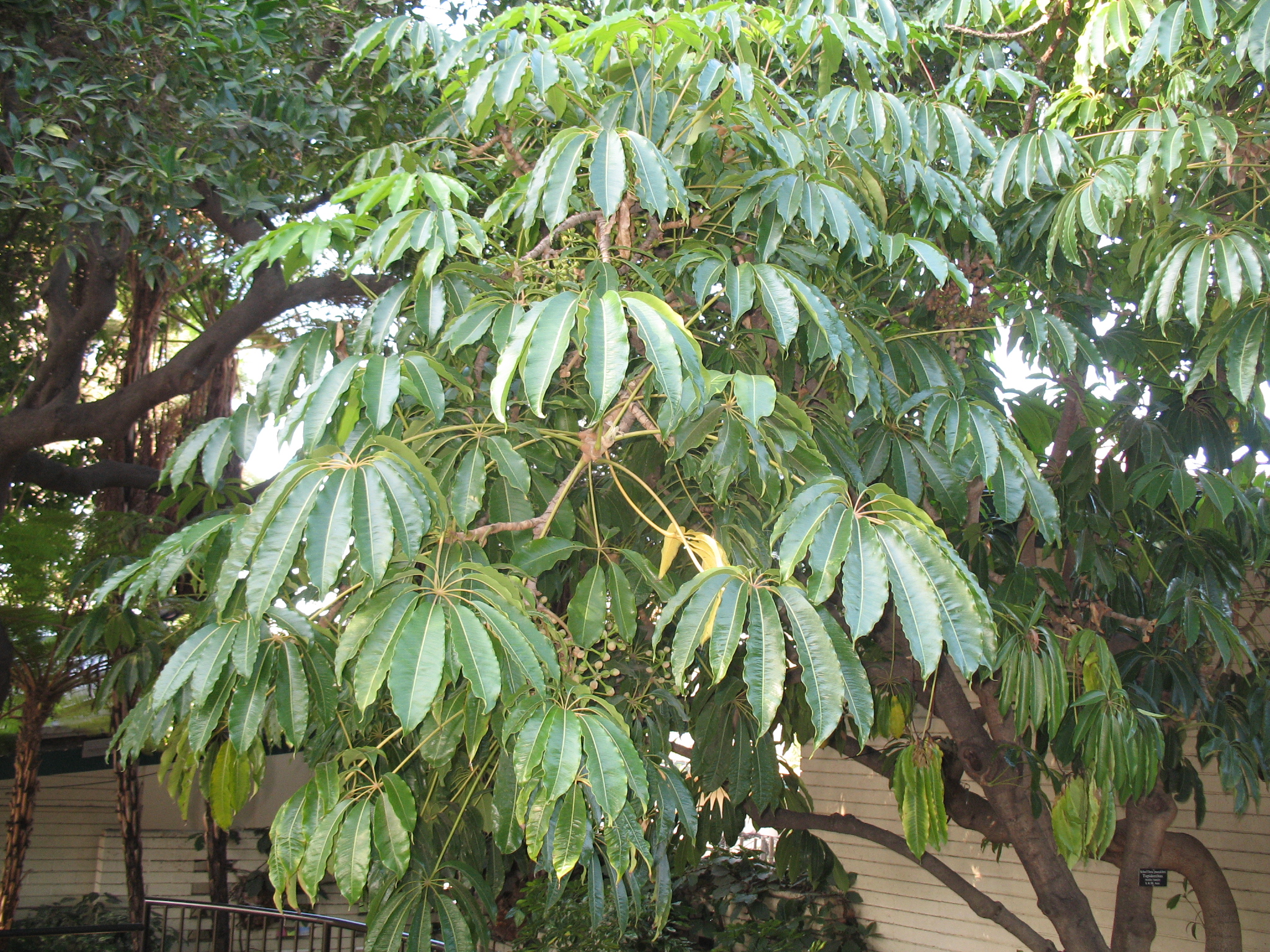 Schefflera pucckleri / Mallet Flower, Tupidanthus