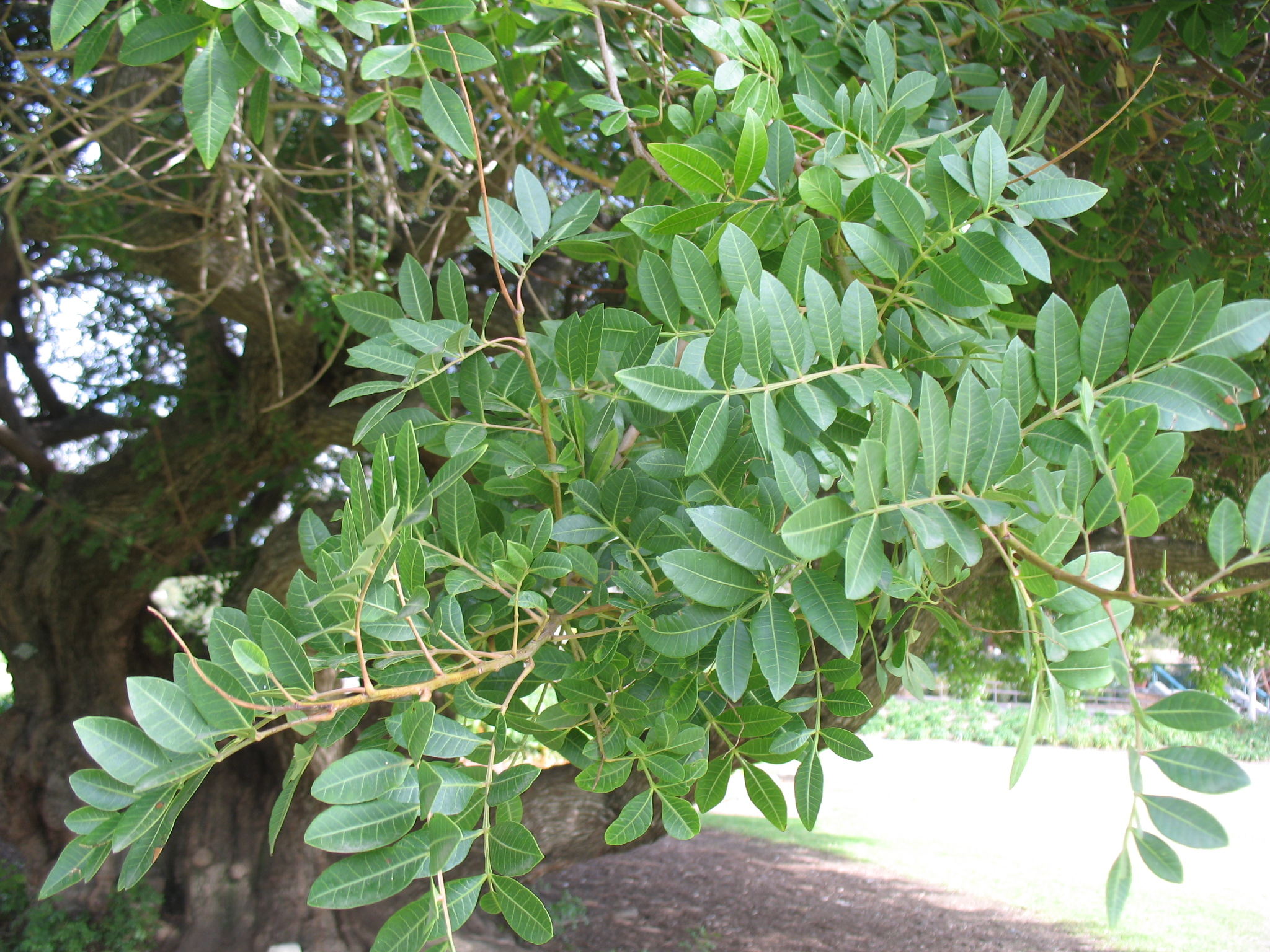 Schinus terebinthifolius / Schinus terebinthifolius