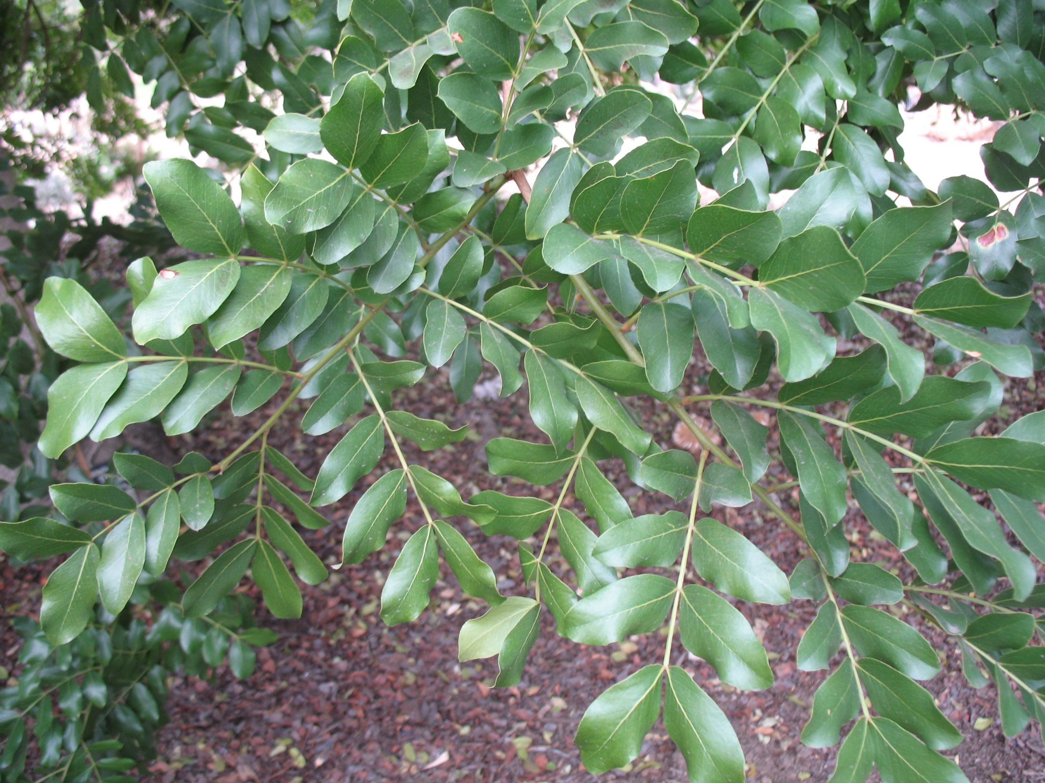 Schotia brachypetala  / Tree Fuchsia, Weeping Boer-beam, African Walnut