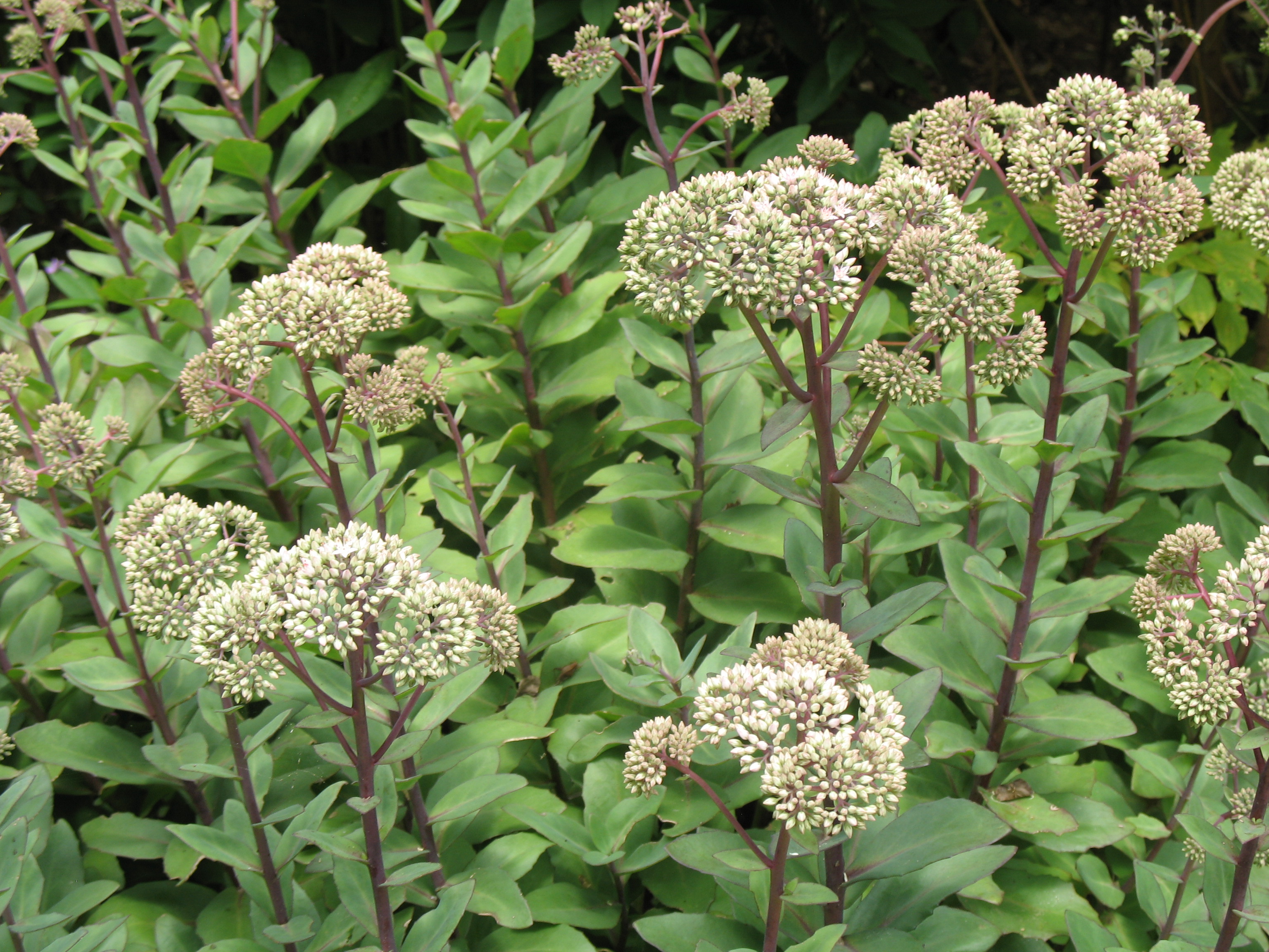 Sedum 'Matrona' / Sedum 'Matrona'