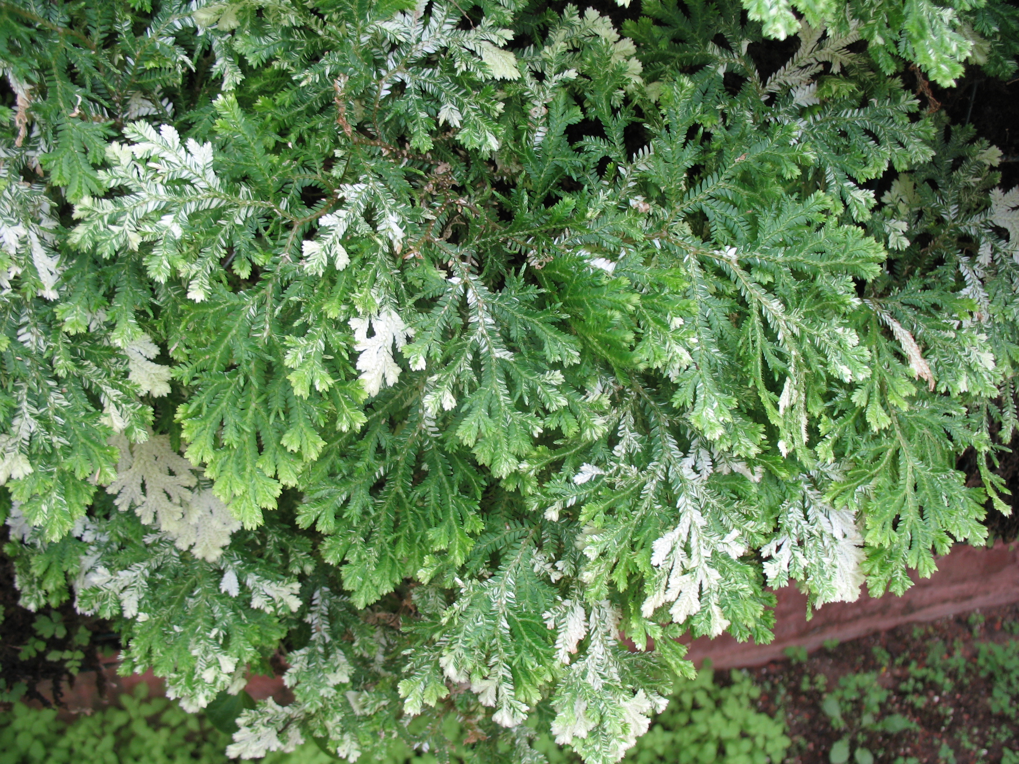 Selaginella species / Variegated Club Moss Fern