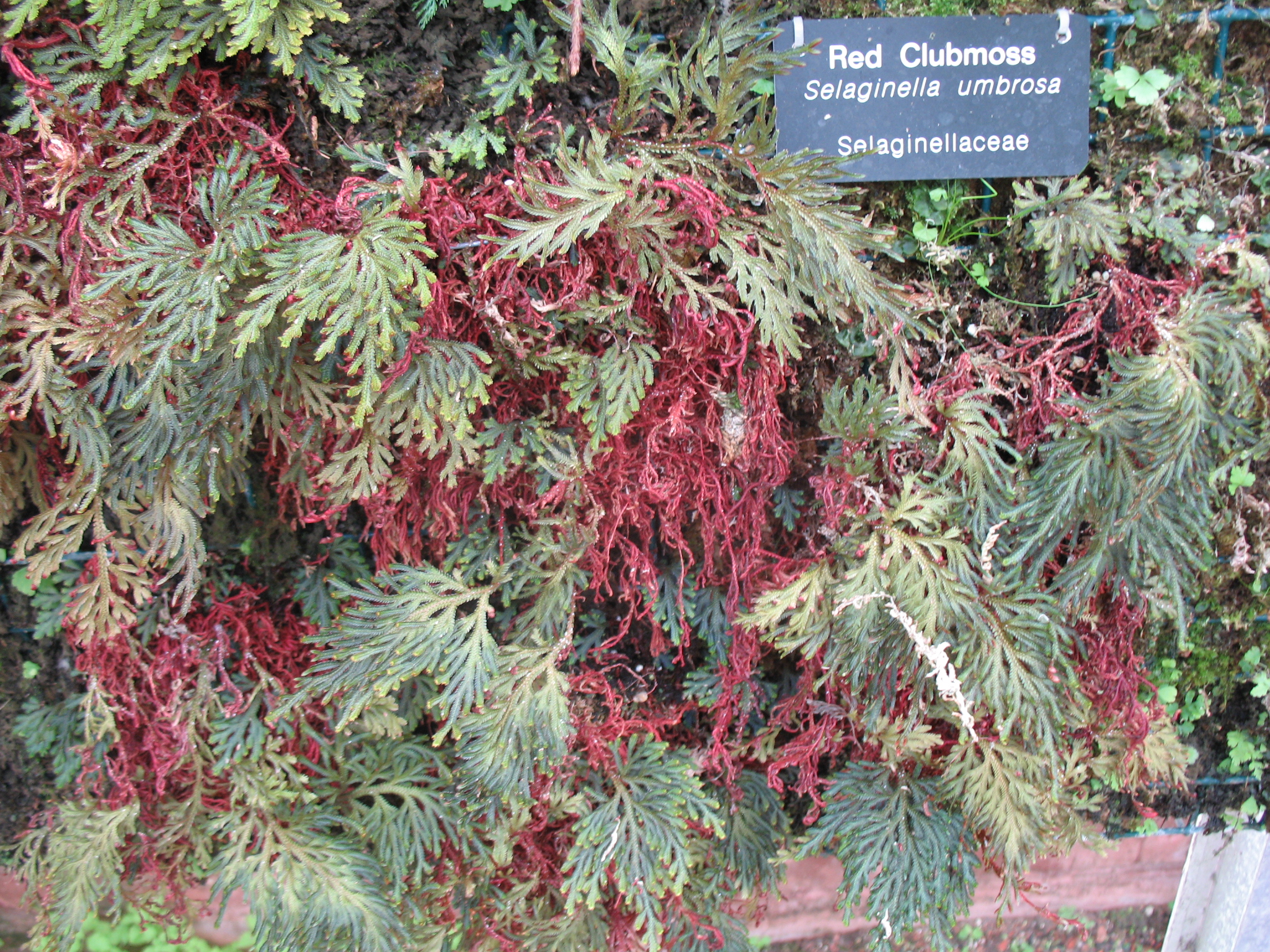 Selaginella umbrosa / Red Club Moss