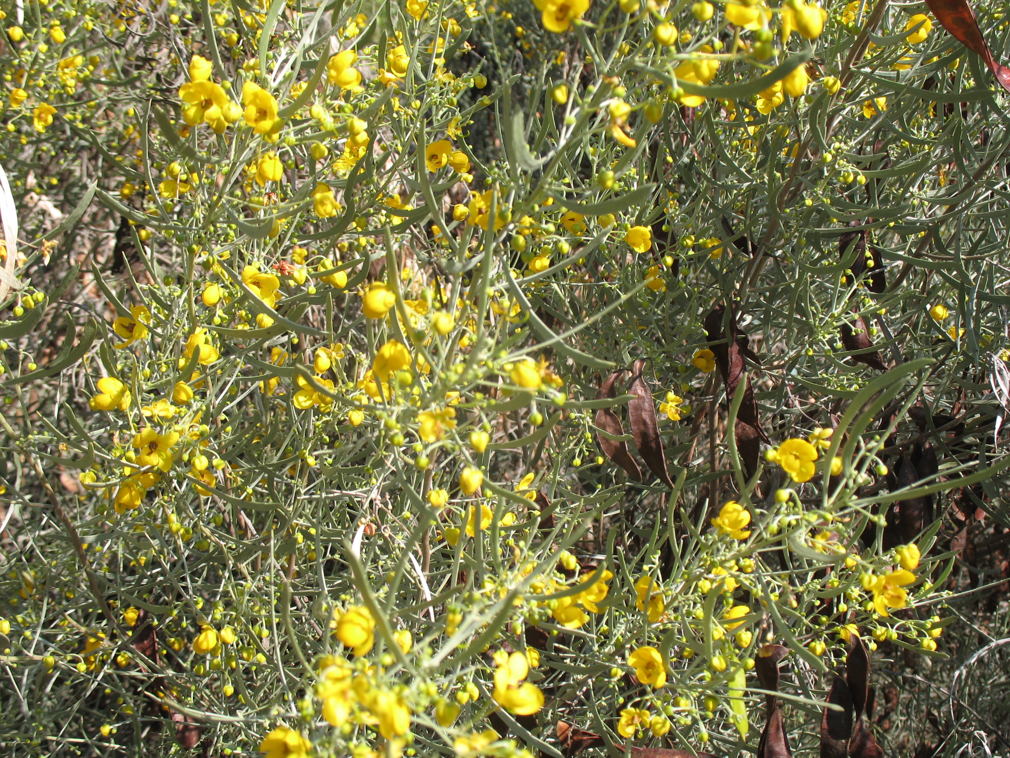 Senna artemisioides subsp. petiolaris / Silver Leaf Cassia, Woody Cassia