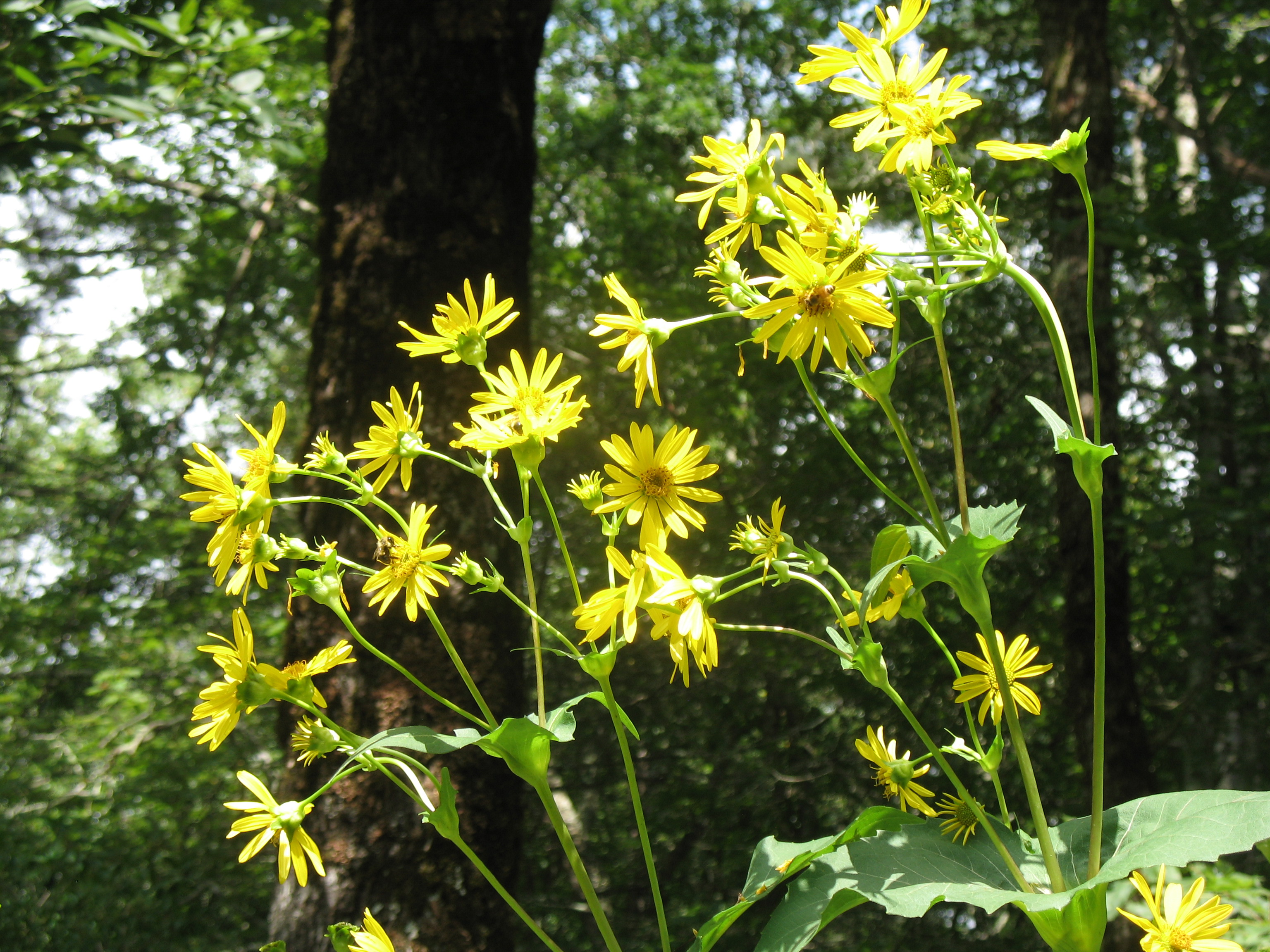 Silphtum perfoliatum / Cup Plant