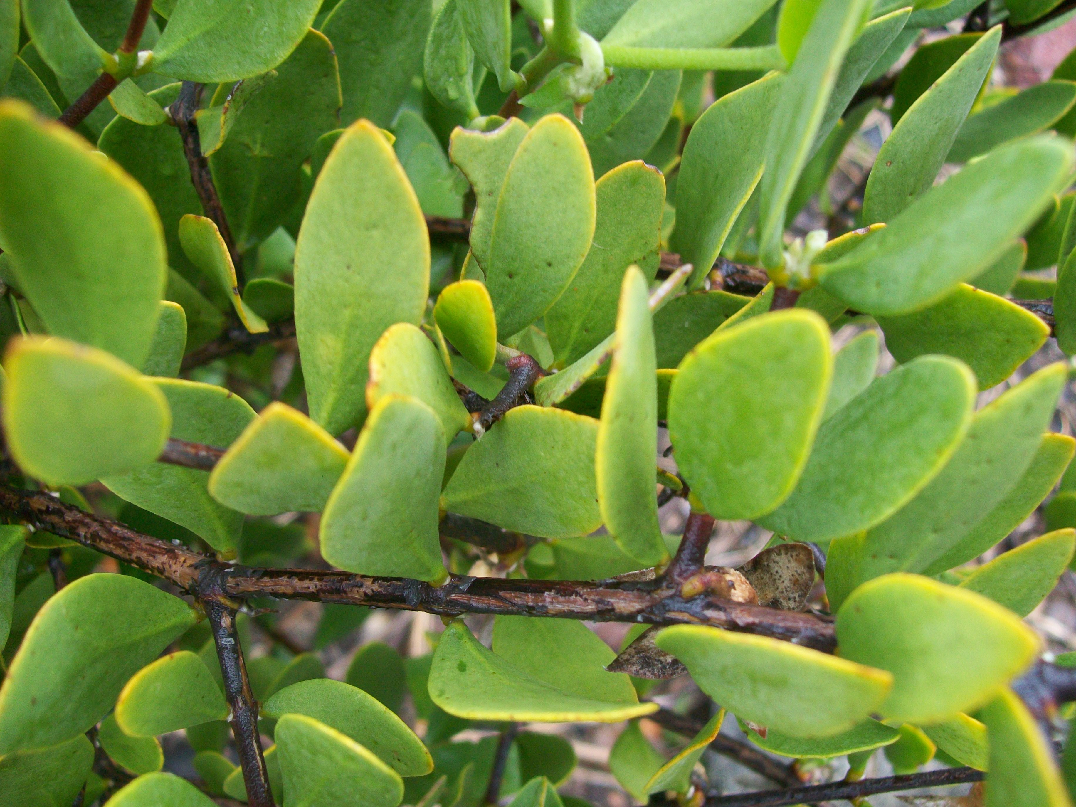 Simmondsia chinensis / Simmondsia chinensis