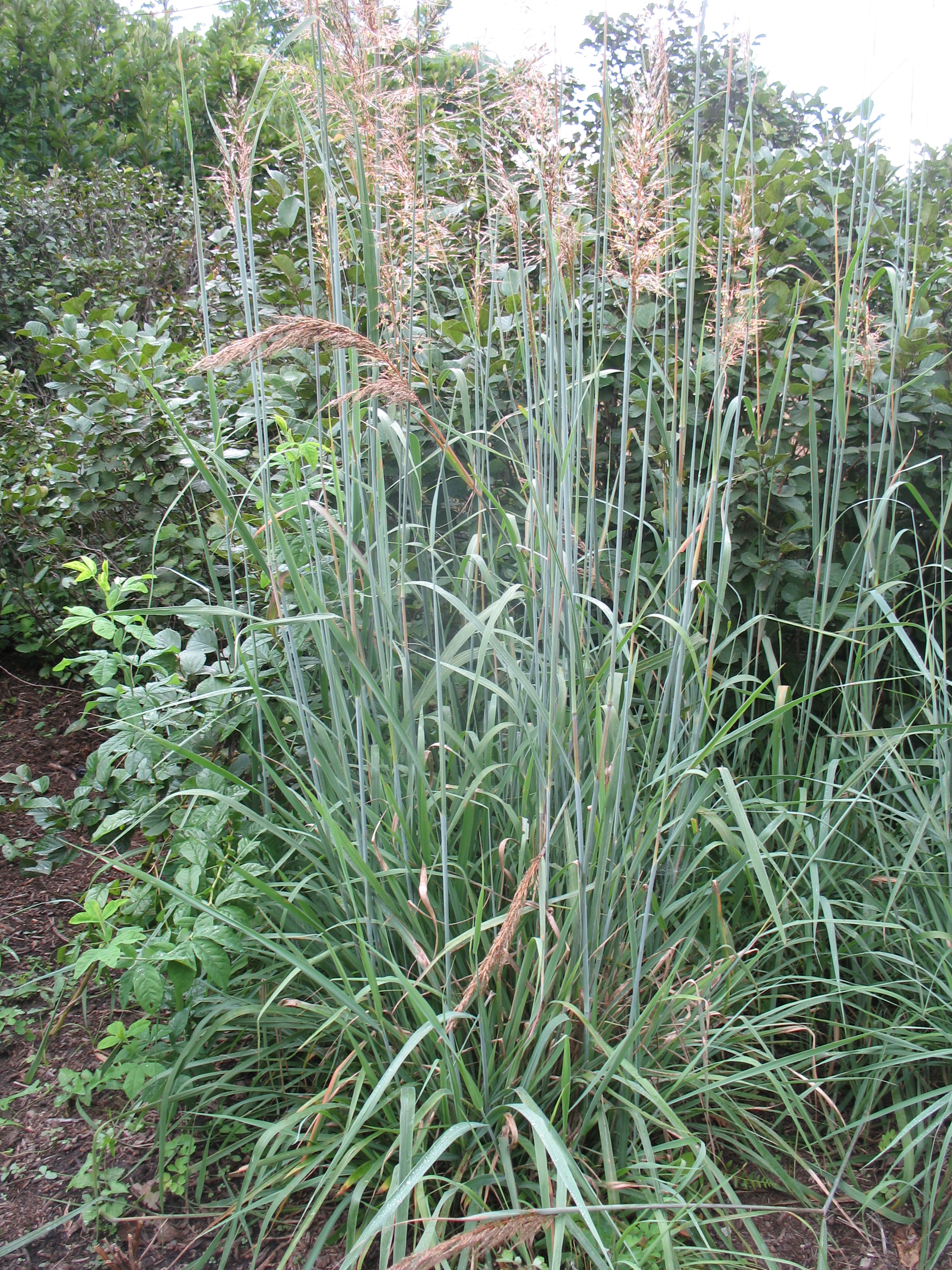 Sorghastrum nutans 'Sioux Blue'  / Sorghastrum nutans 'Sioux Blue' 