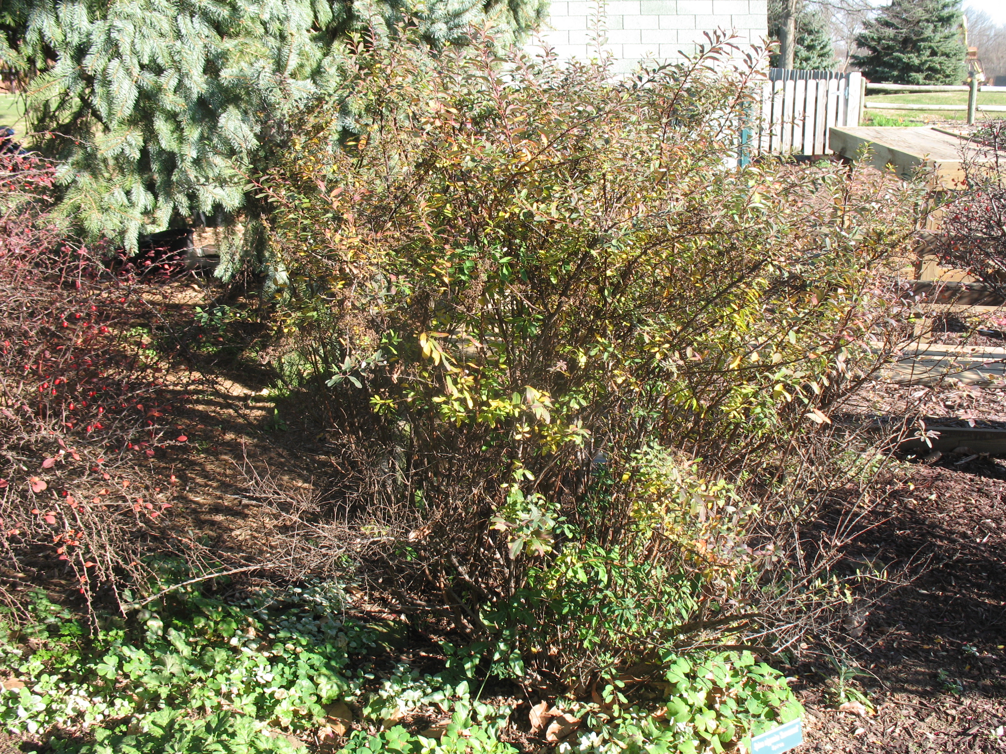 Spiraea nipponica 'Snowmound' / Spiraea nipponica 'Snowmound'