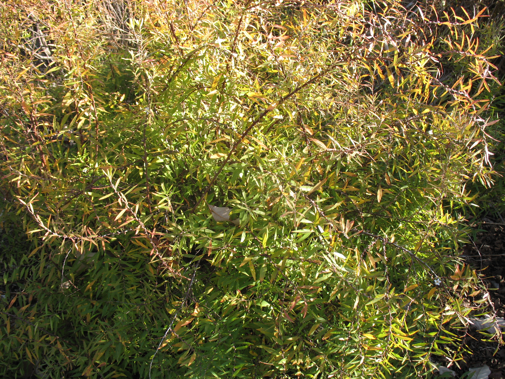 Spiraea thunbersit 'Ogon'  / Ogon Spirea