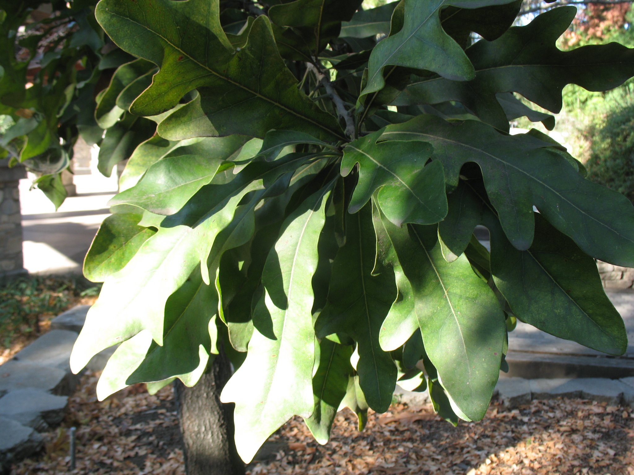Stenocarpus sinuatus / Firewheel Tree