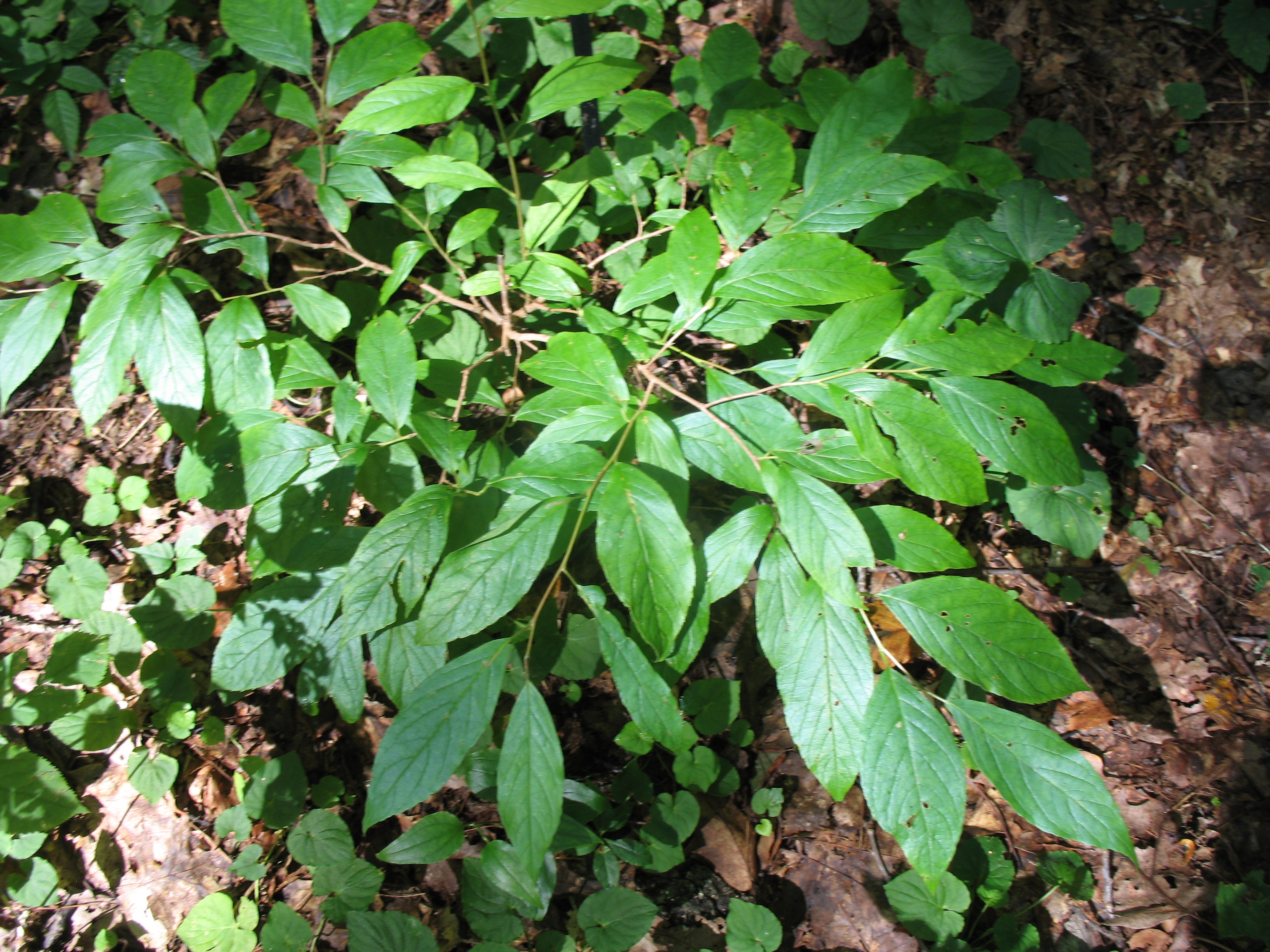 Stewartia ovata  / Stewartia ovata 