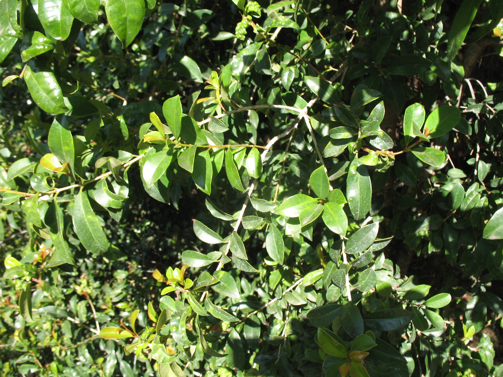Syzygium paniculata / Syzygium paniculata