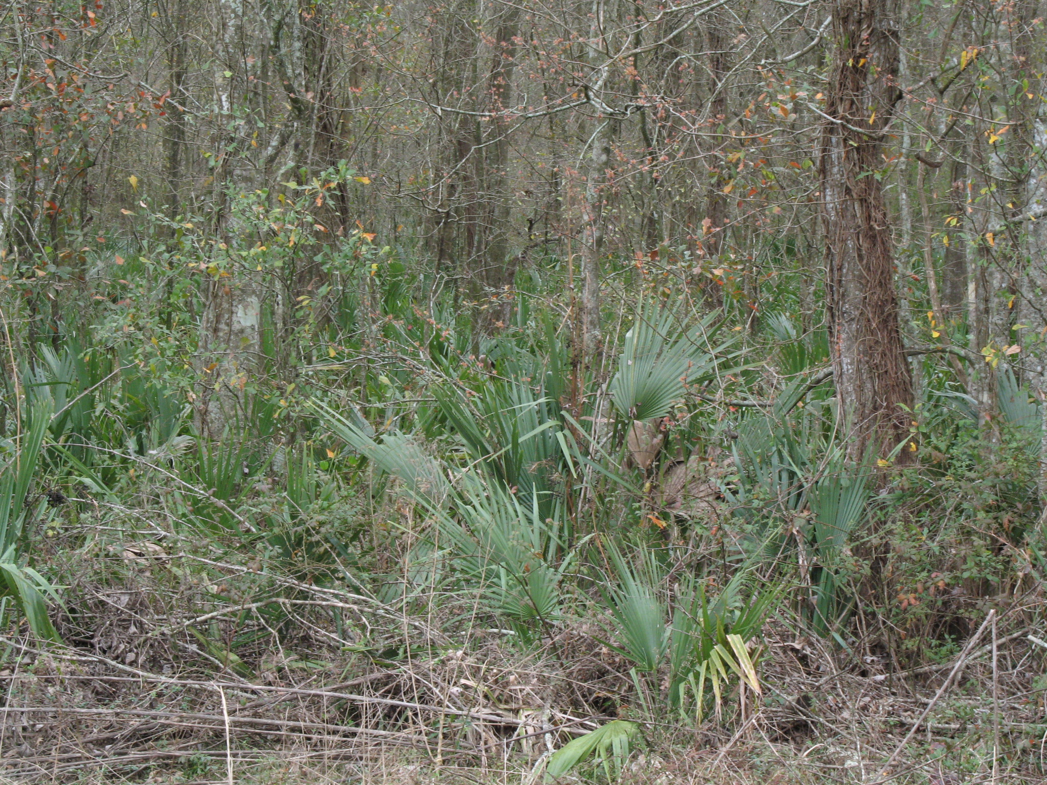 Sabal minor / Dwarf Palmetto