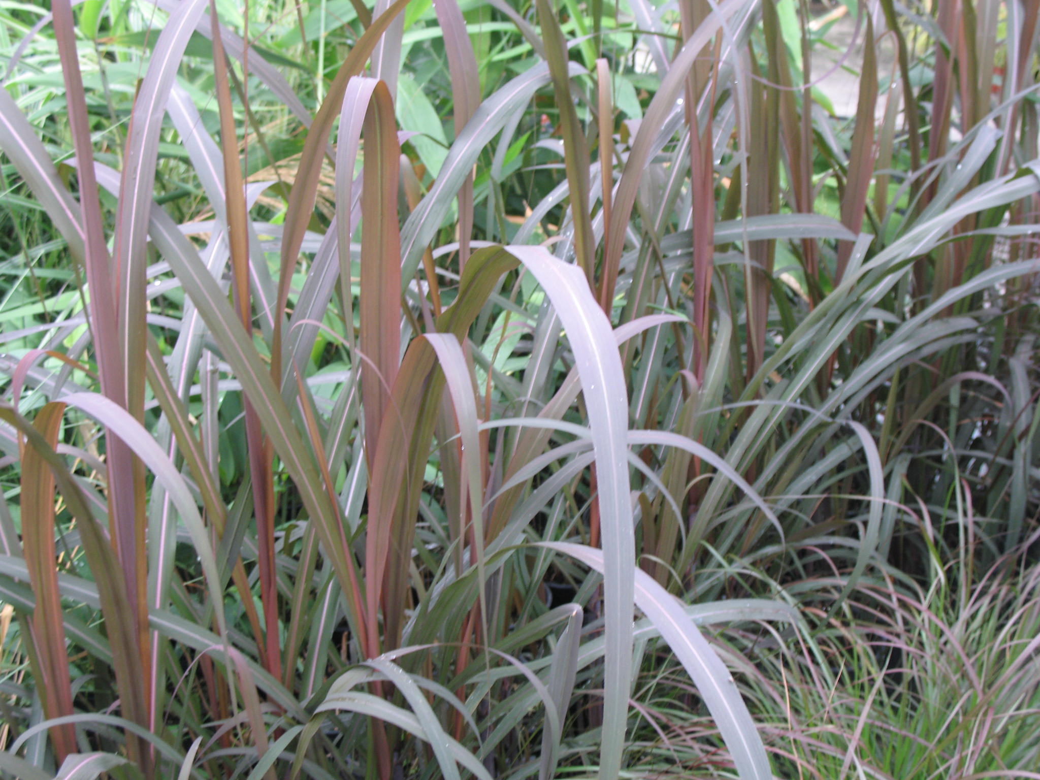 Saccharum officinarum 'Pele's Smoke'  / Pele's Smoke Sugar Cane