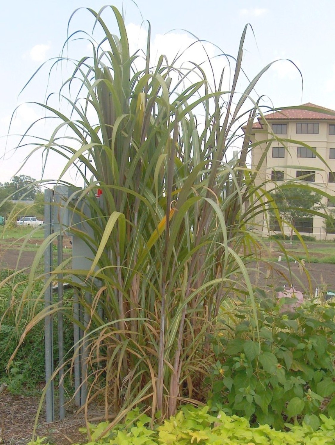 Saccharum officinarum / Sugar Cane