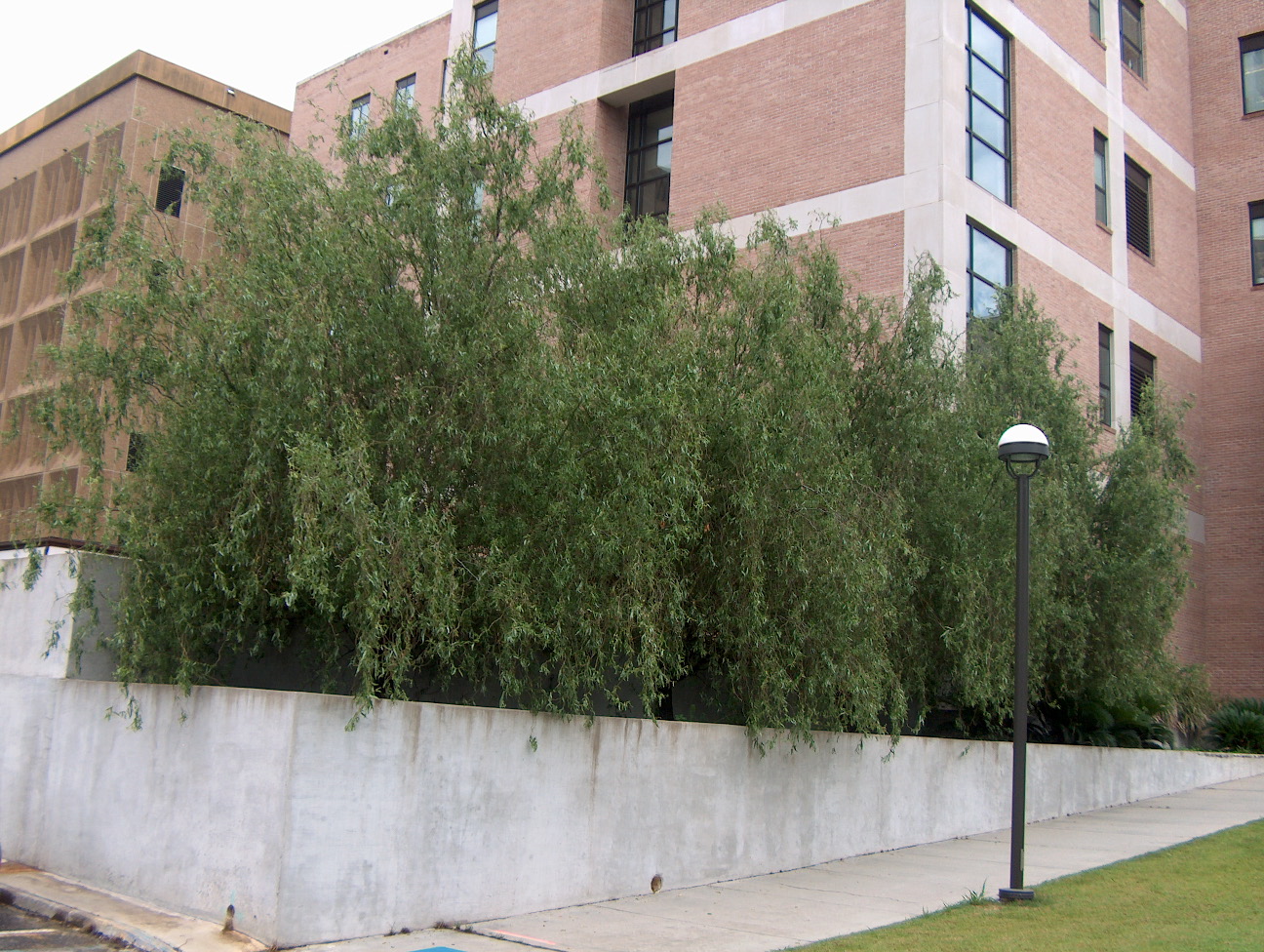 Salix matsudana 'Tortuosa'  / Tortuosa Willow, Corkscrew Willow