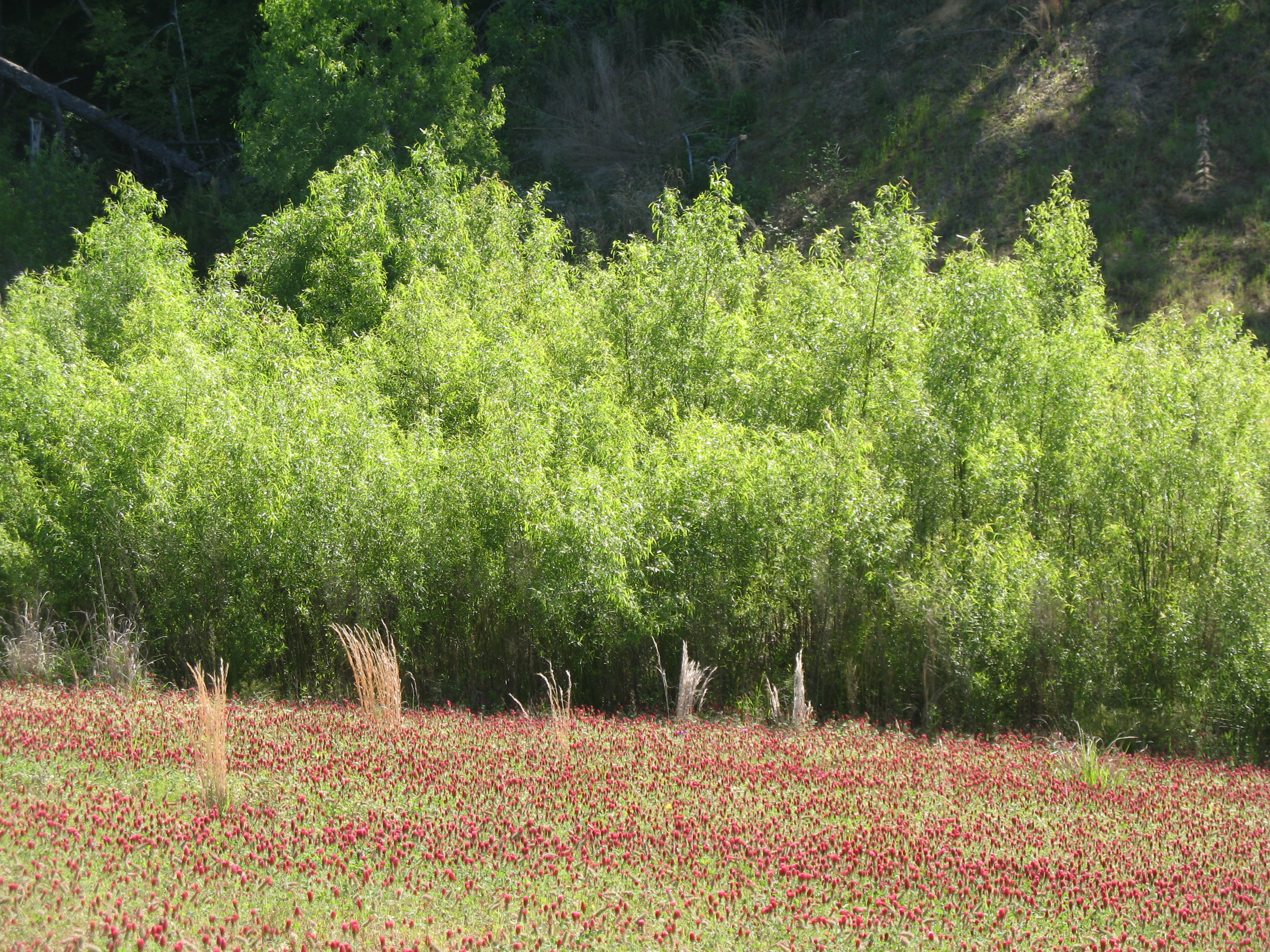 Salix nigra / Black Willow