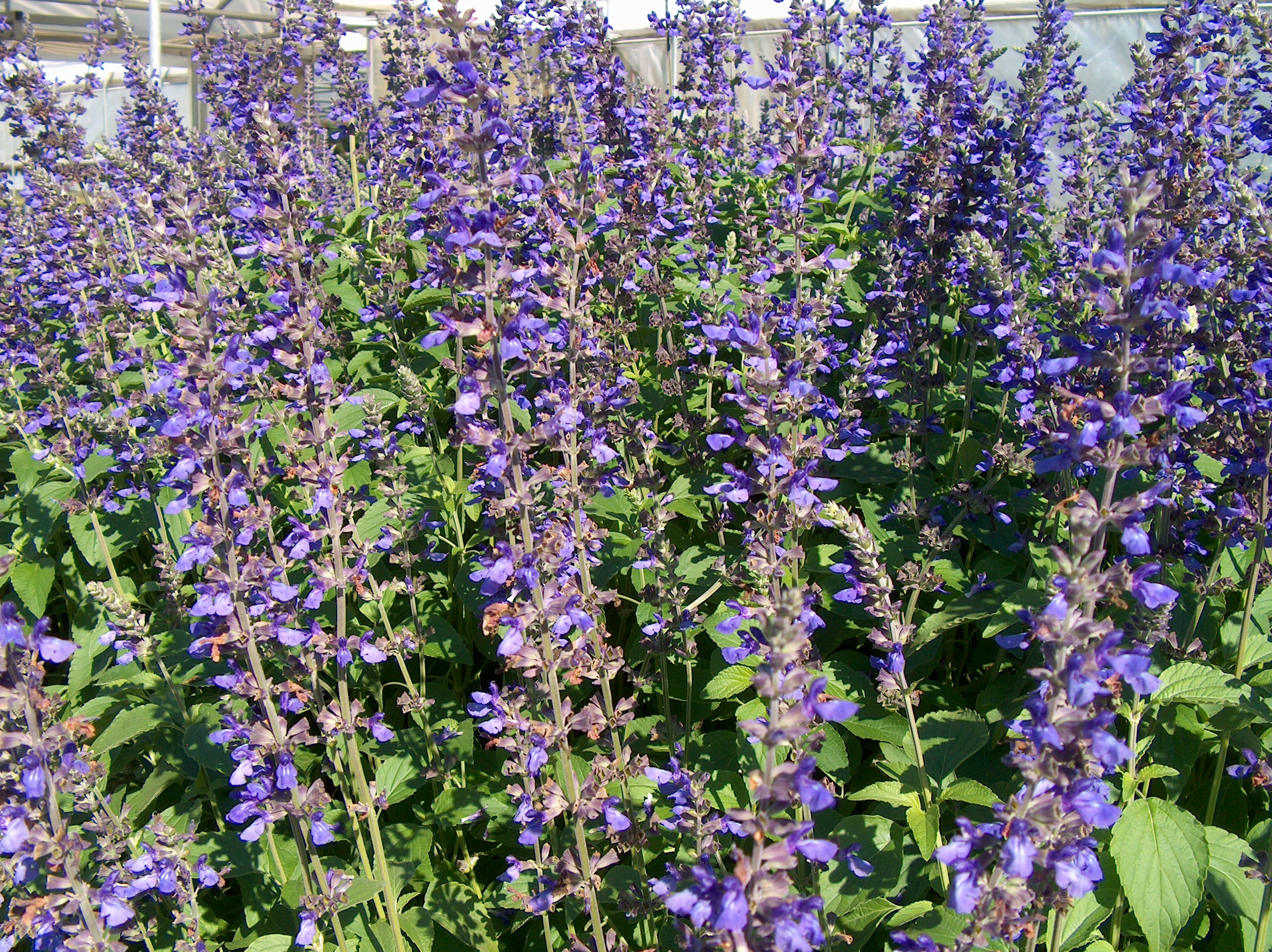 Salvia 'Indigo Spires' / Salvia 'Indigo Spires'