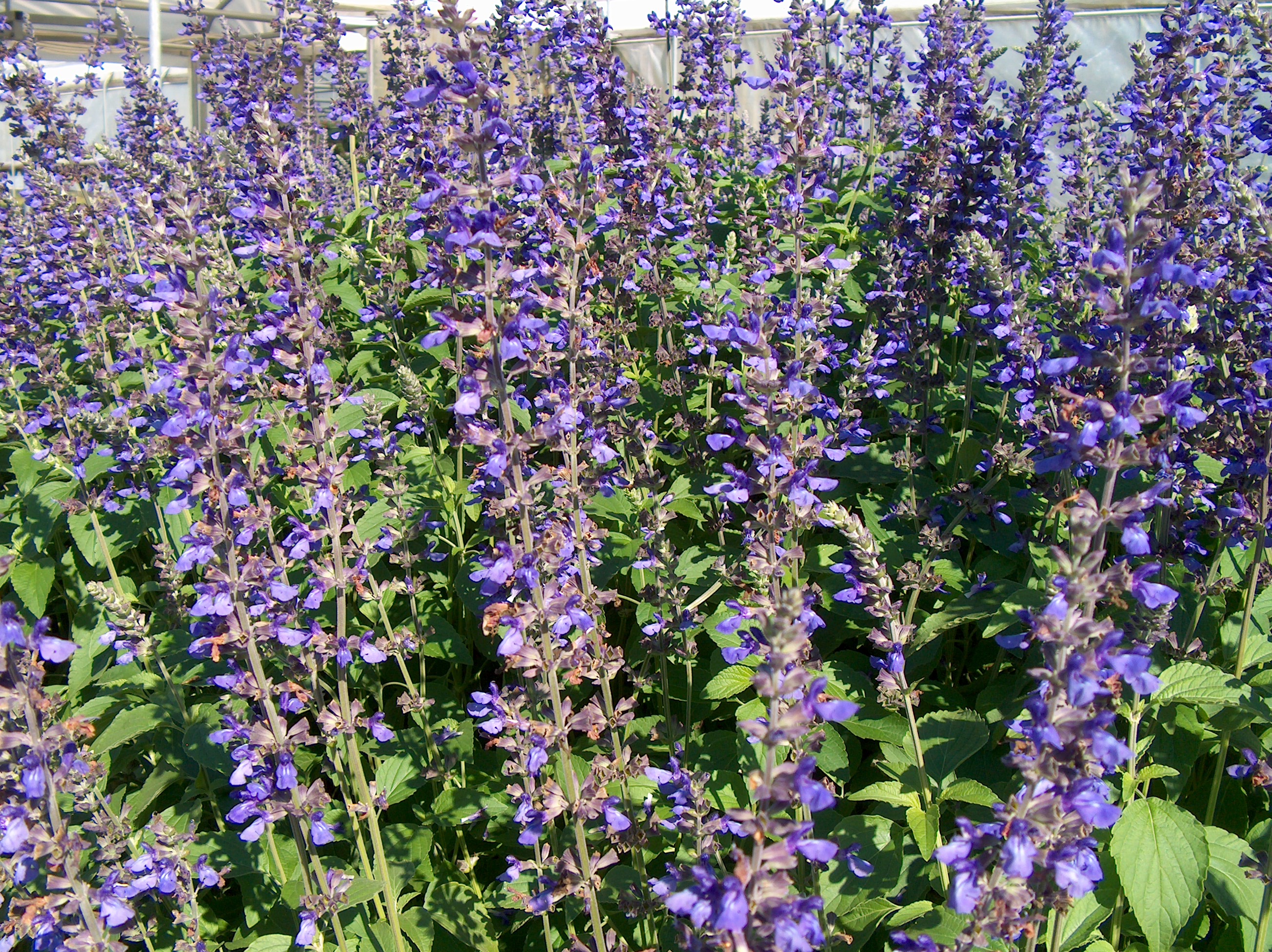 Salvia 'Indigo Spires' / Indigo Salvia