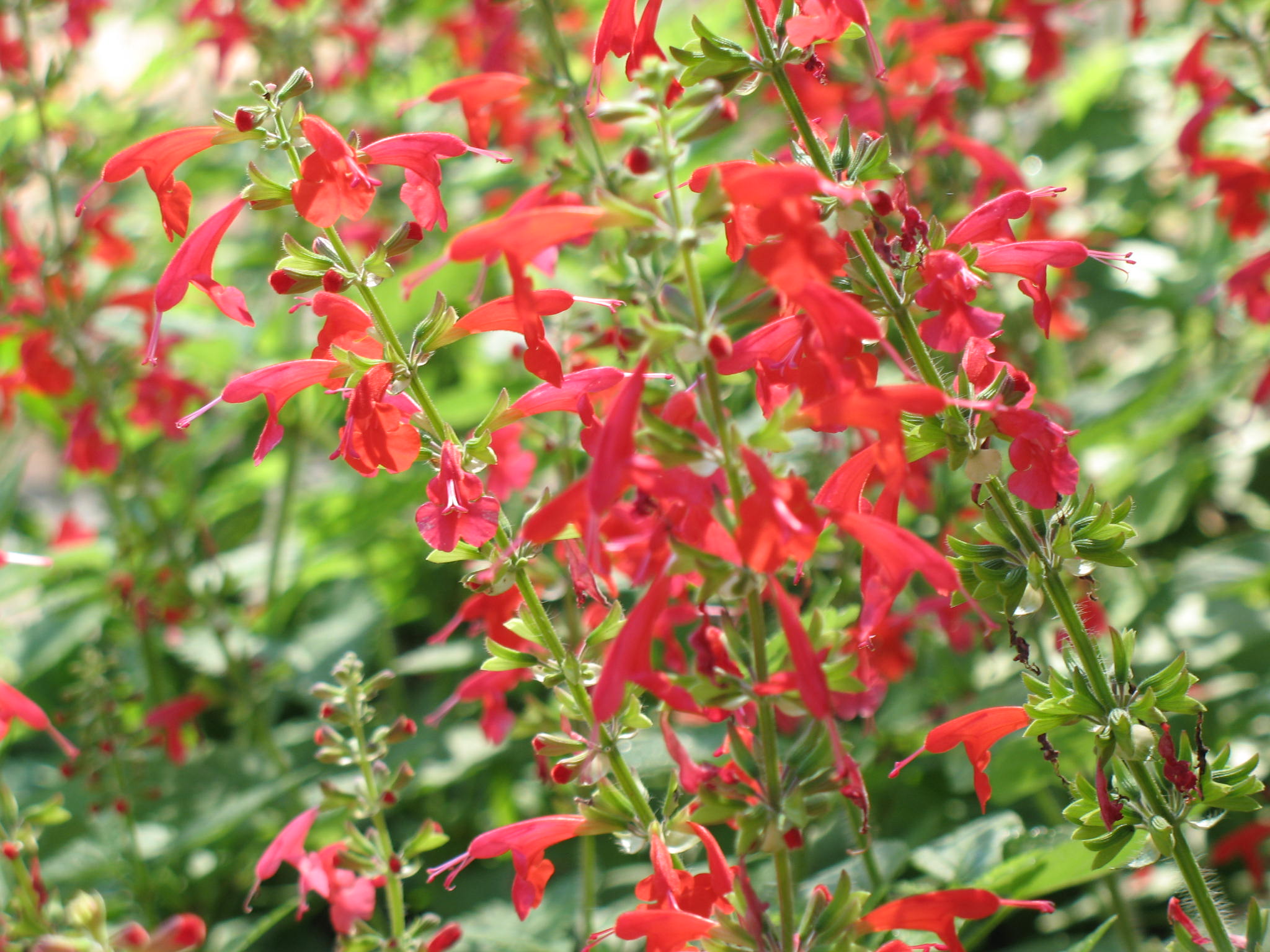 Salvia 'Lady in Red'  / Salvia 'Lady in Red' 