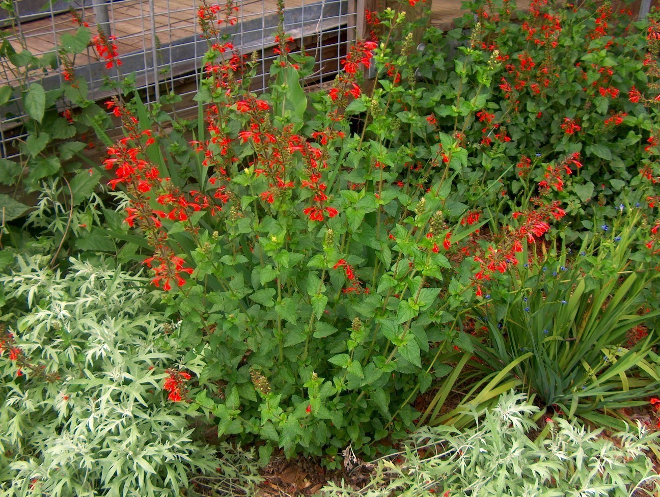 Salvia coccinea / Scarlet Sage, Texas Sage