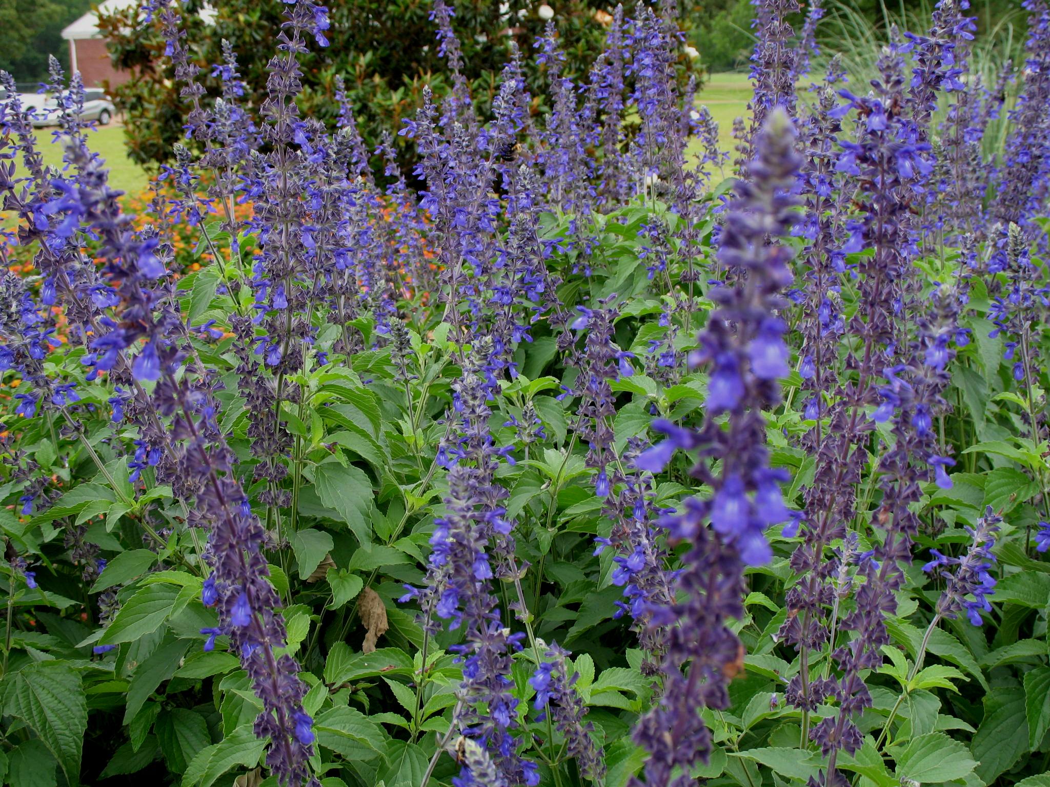 Salvia farinacea x longispicata  / Salvia farinacea x longispicata 