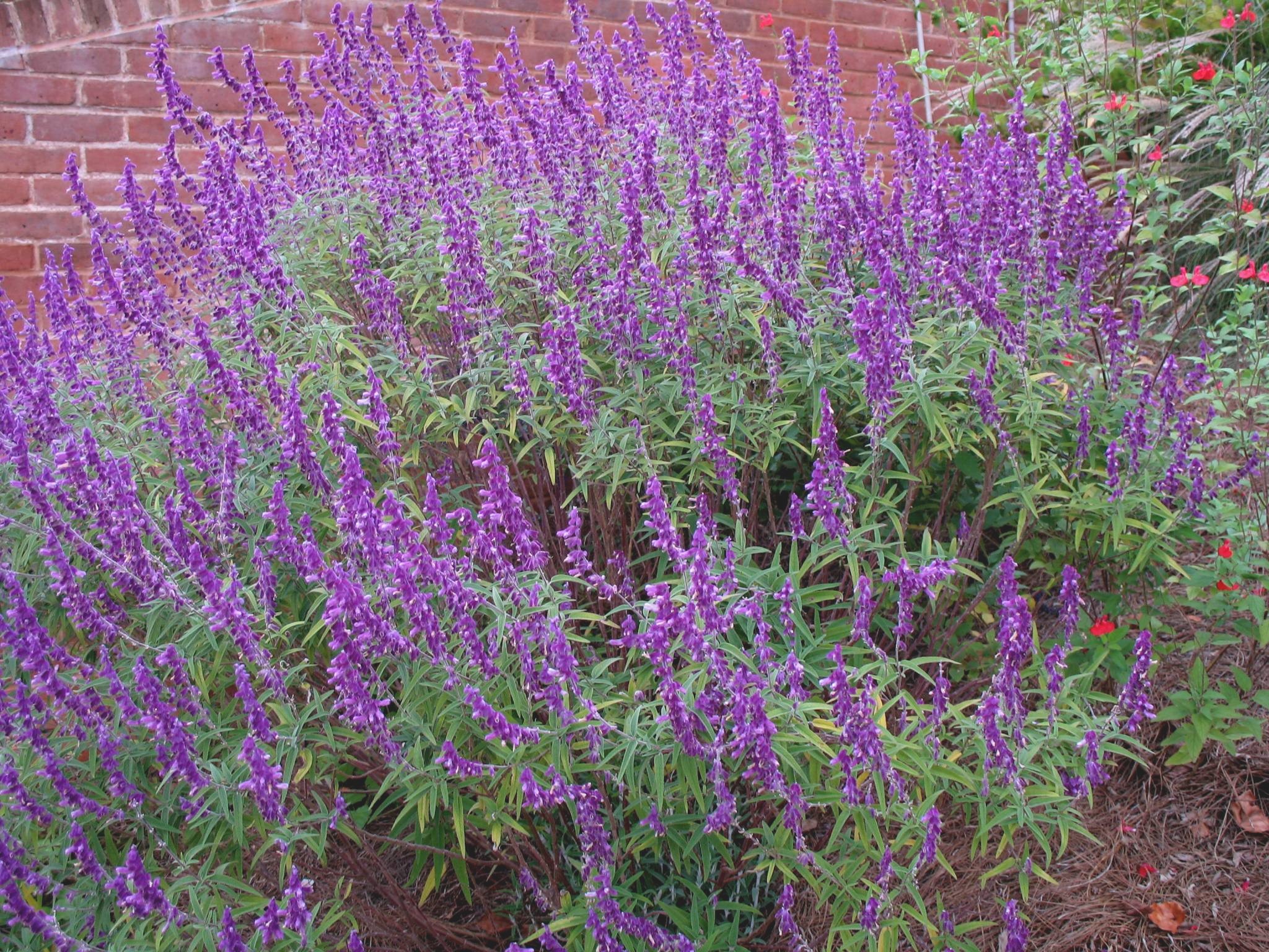 Salvia leucantha 'All Purple'  / Salvia leucantha 'All Purple' 