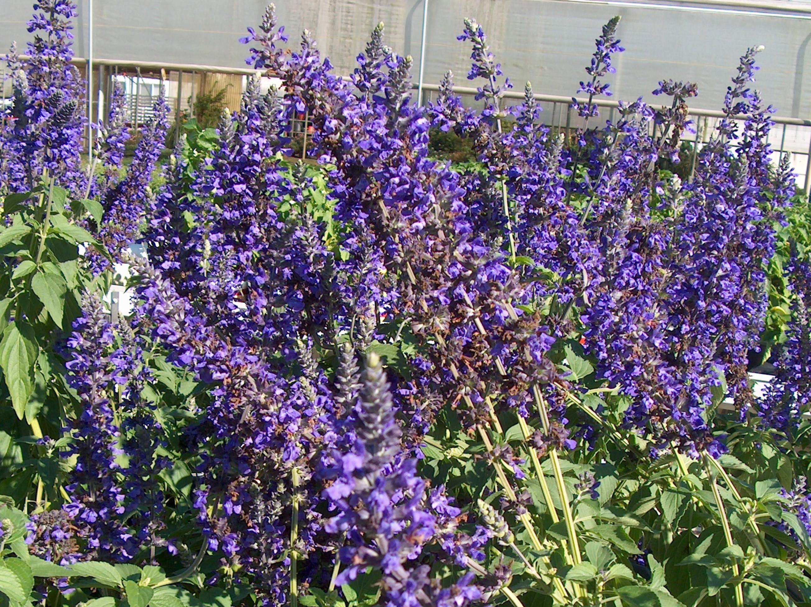 Salvia longispicata x farinacea 'Mystic Spires Blue'  / Salvia longispicata x farinacea 'Mystic Spires Blue' 