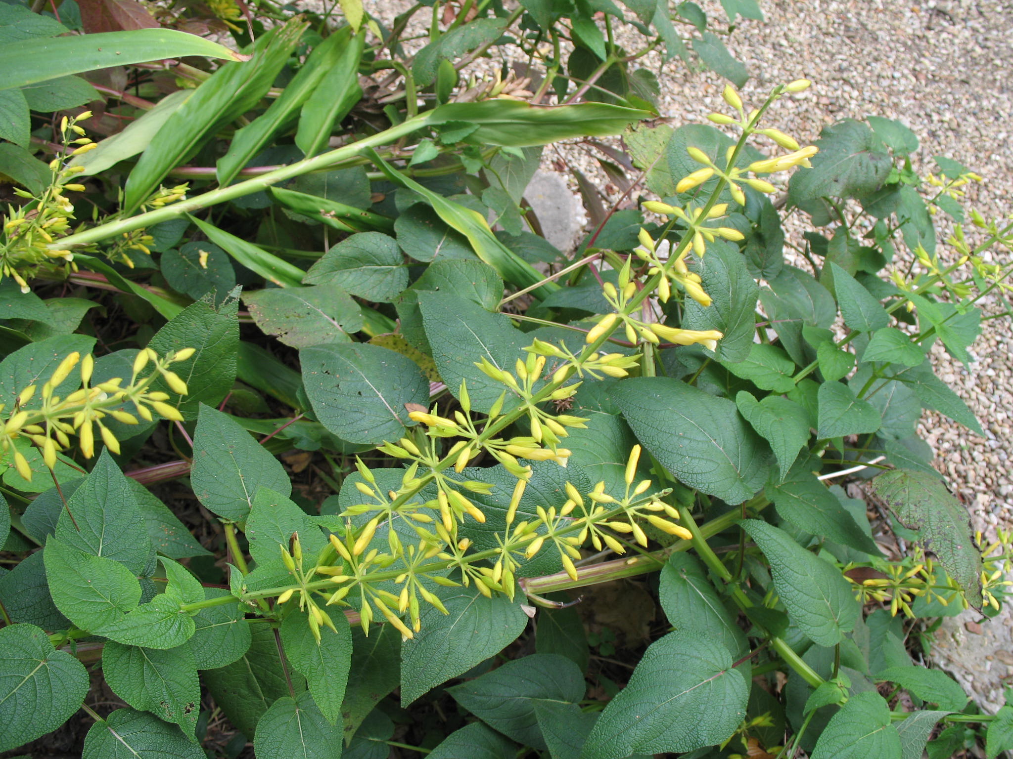 Salvia madrensis / Salvia madrensis