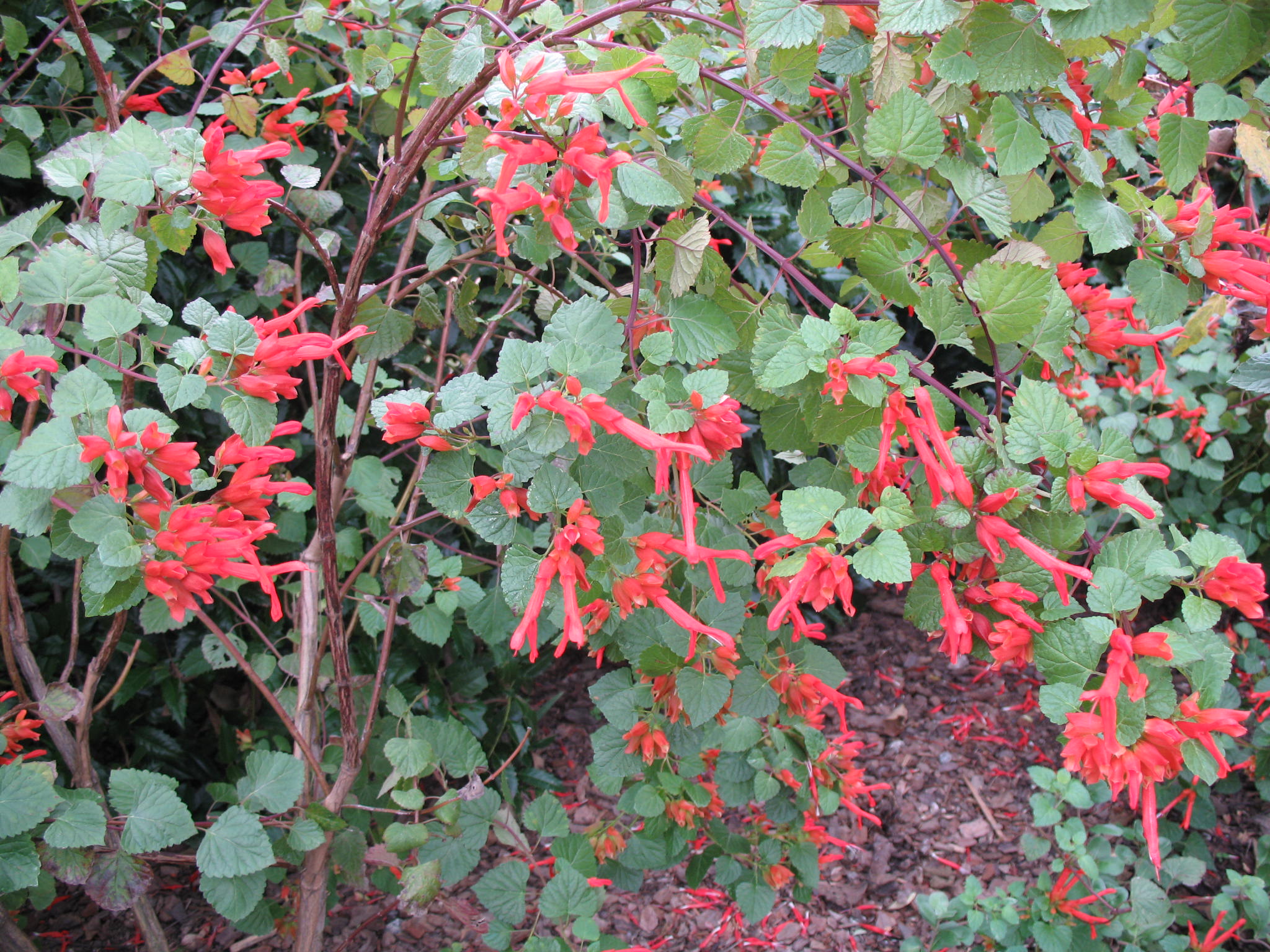 Salvia regla 'Jame'  / Orange Mountain Sage