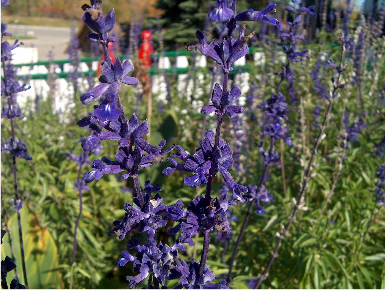 Salvia species / Salvia species