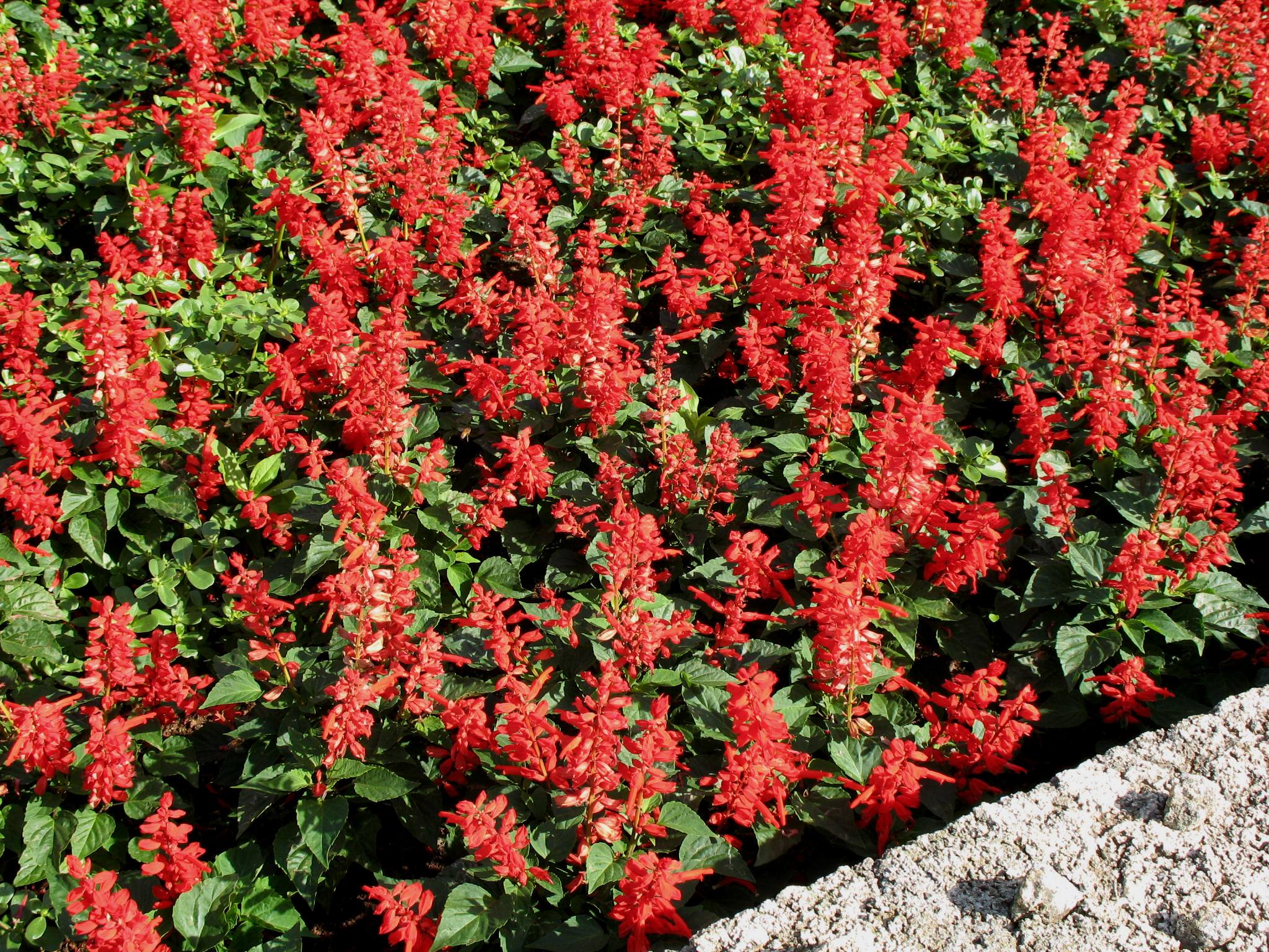 Salvia splendens / Salvia splendens