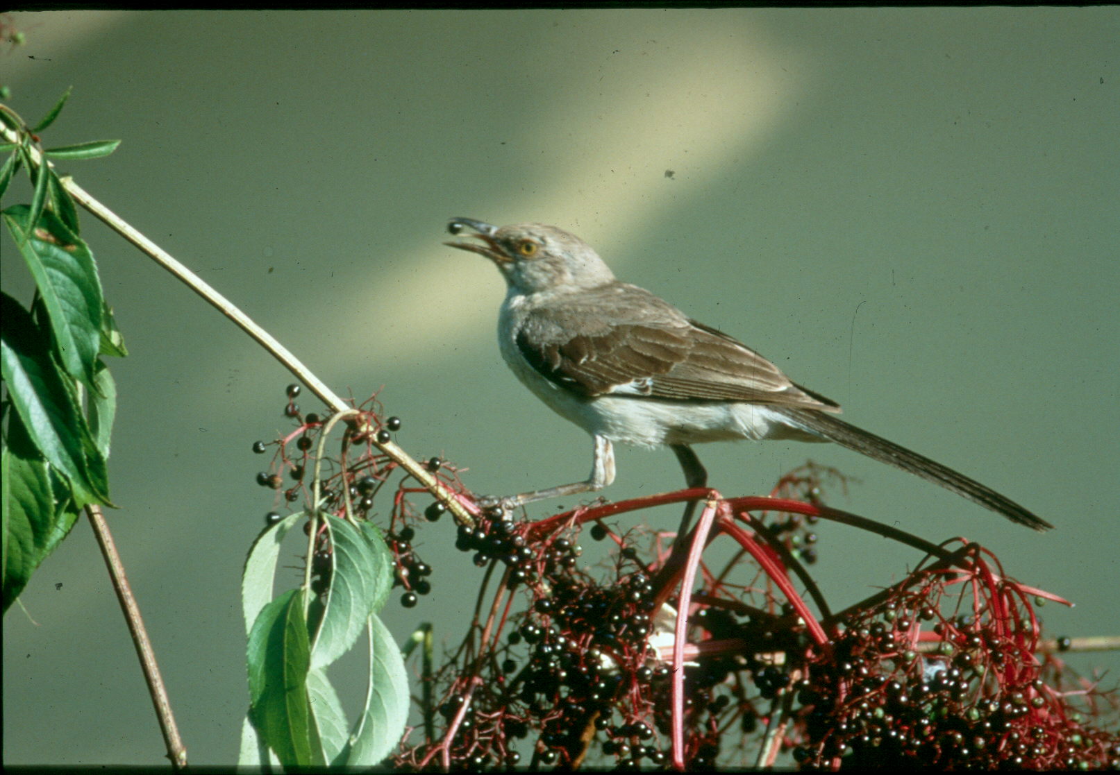 Sambucus canadensis / Sambucus canadensis