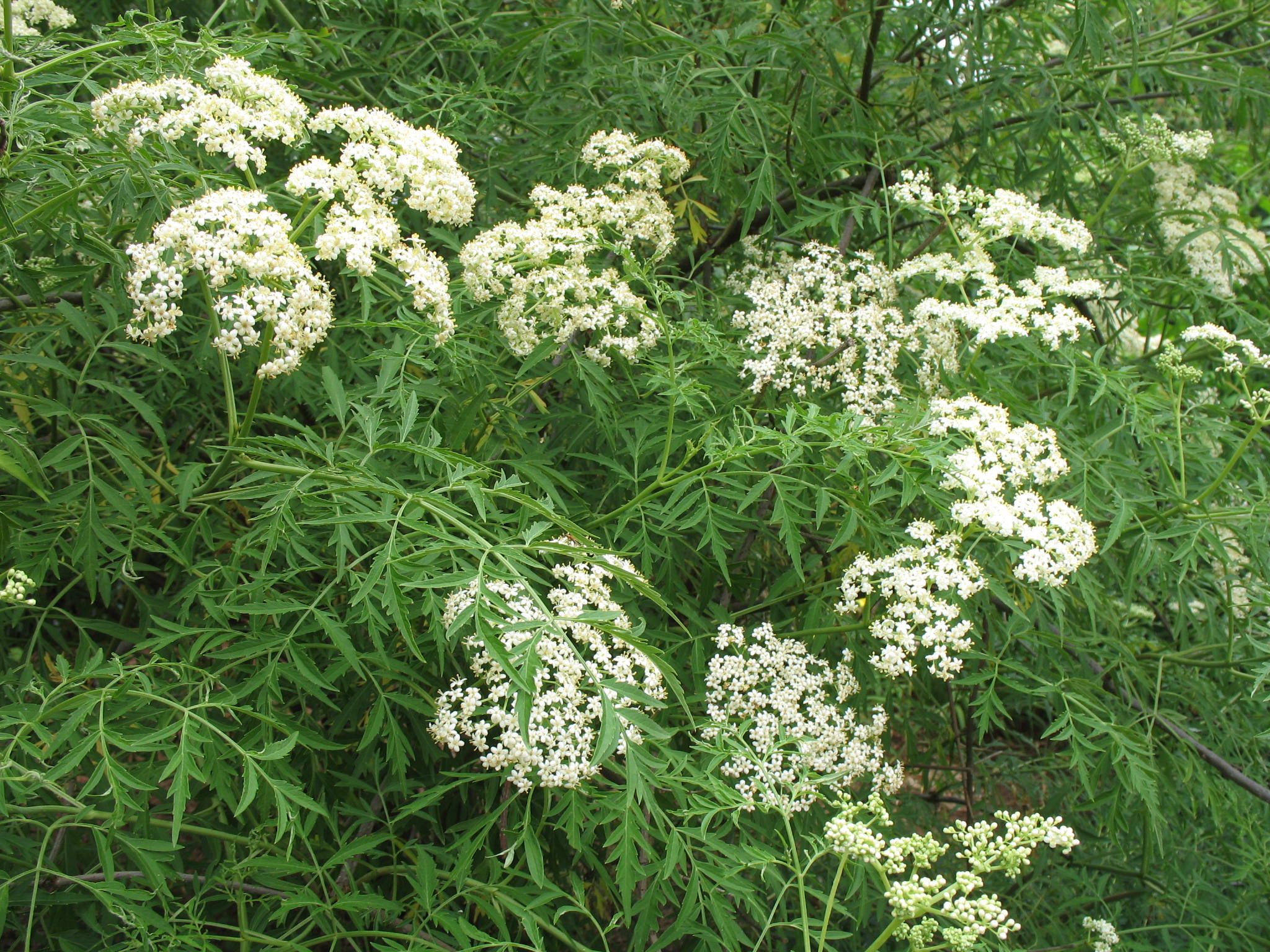 Sambucus nigra f. 'laciniata'  / Fern Leaf Elderberry