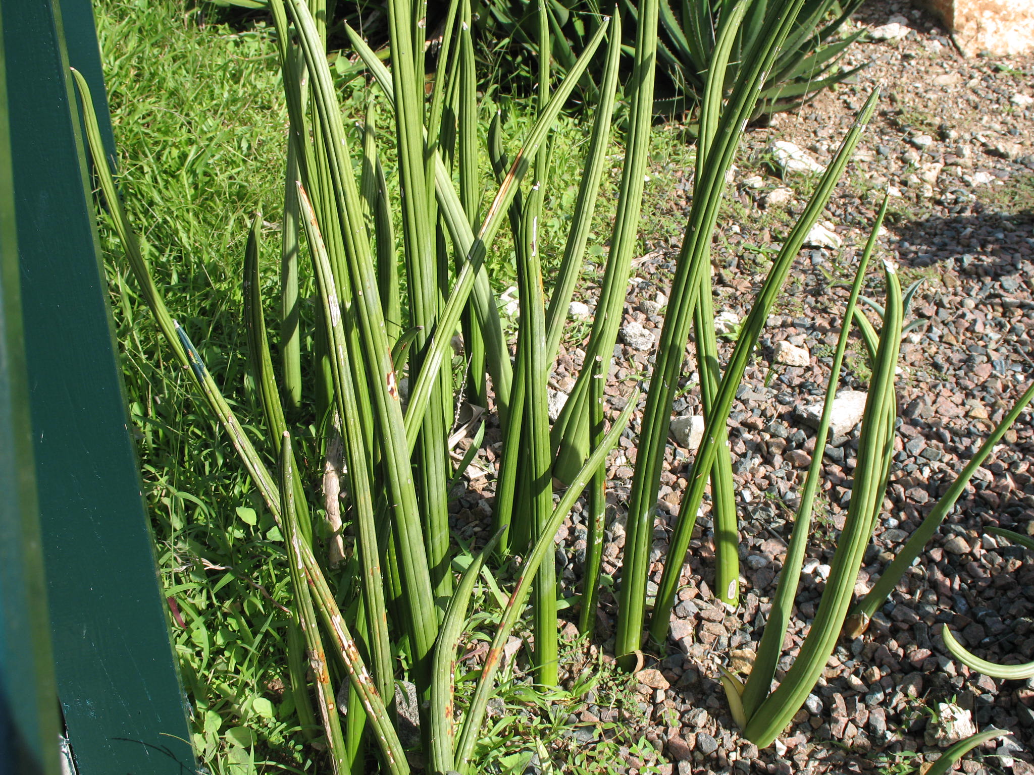 Sansevieria cylindrica / Mother-in-Law's Tongue
