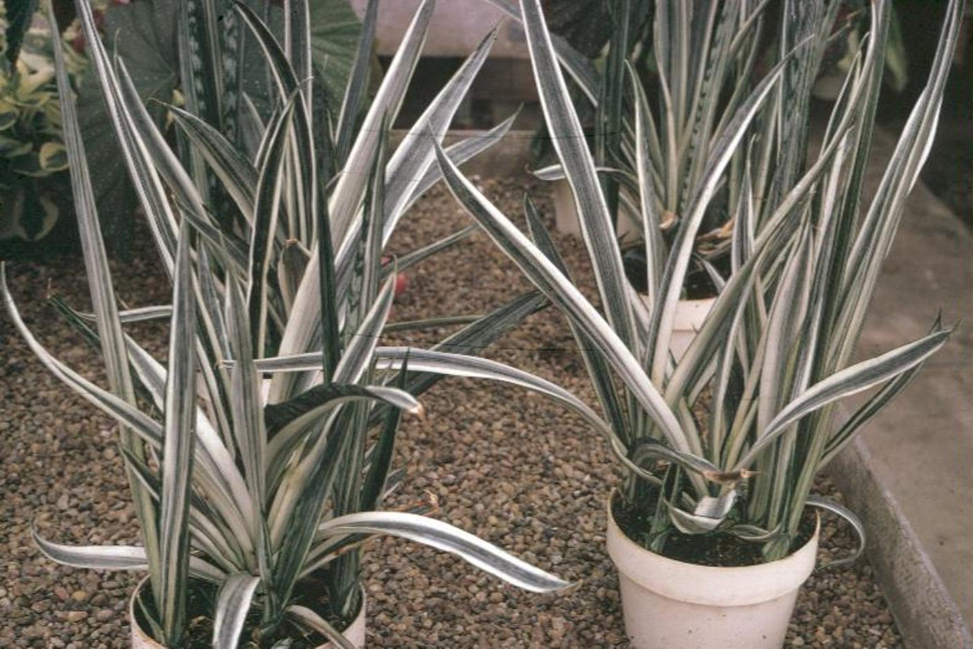 Sansevieria species  / Sansevieria species 